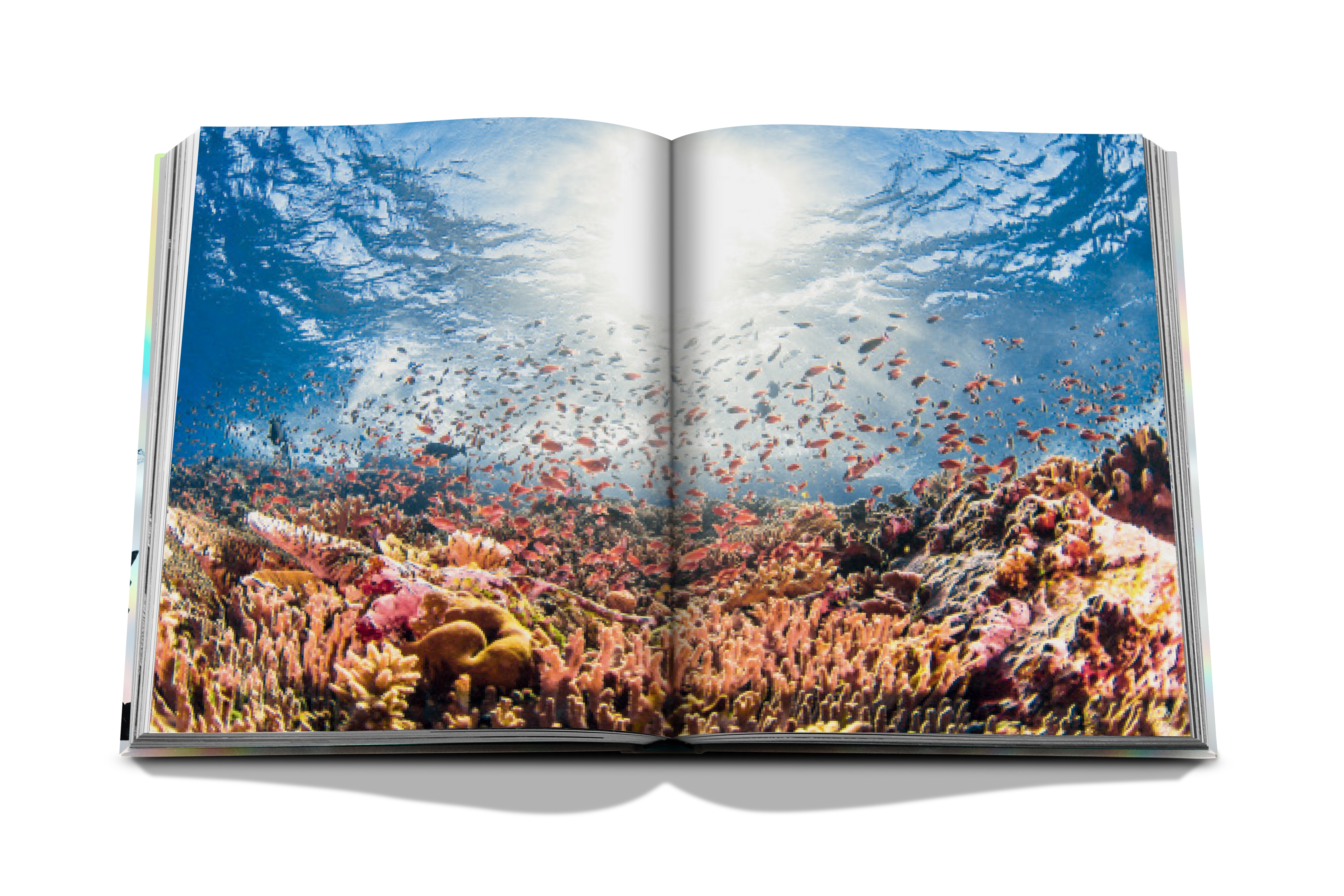 The Coral Triangle (Tapa dura) 11