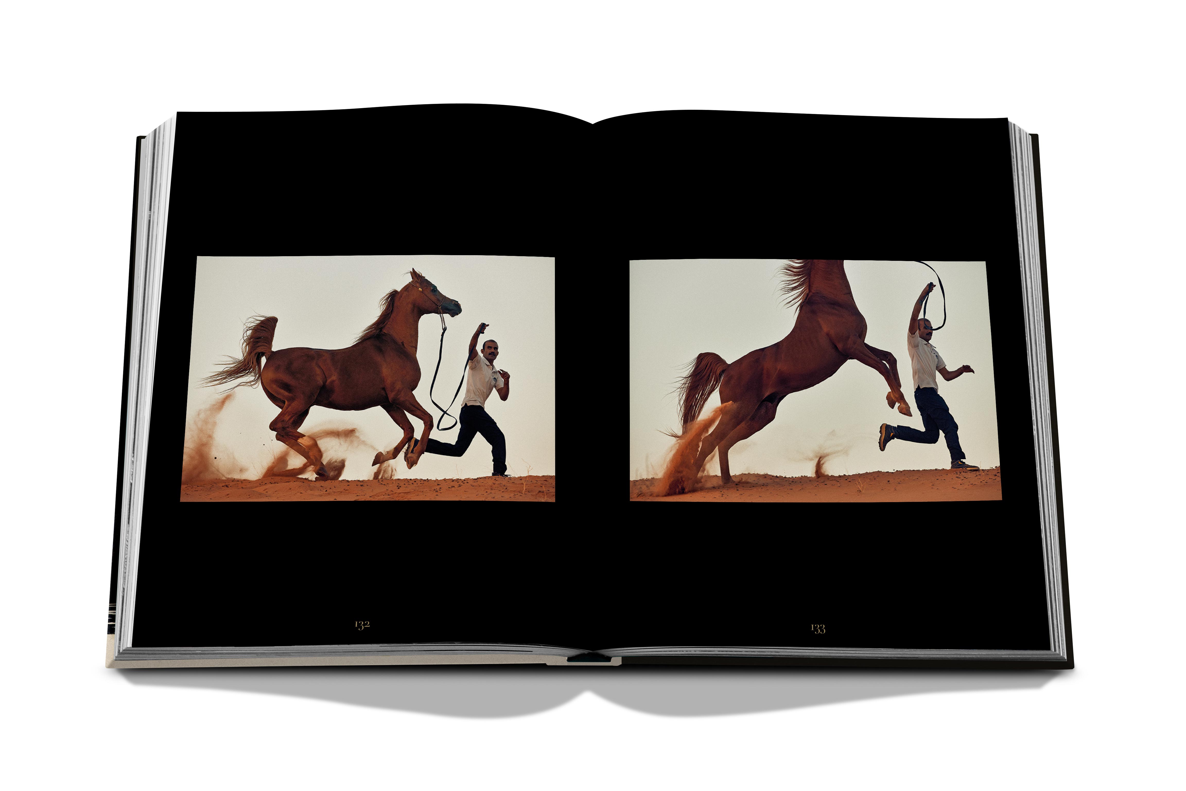 Horses from saudi arabia 7