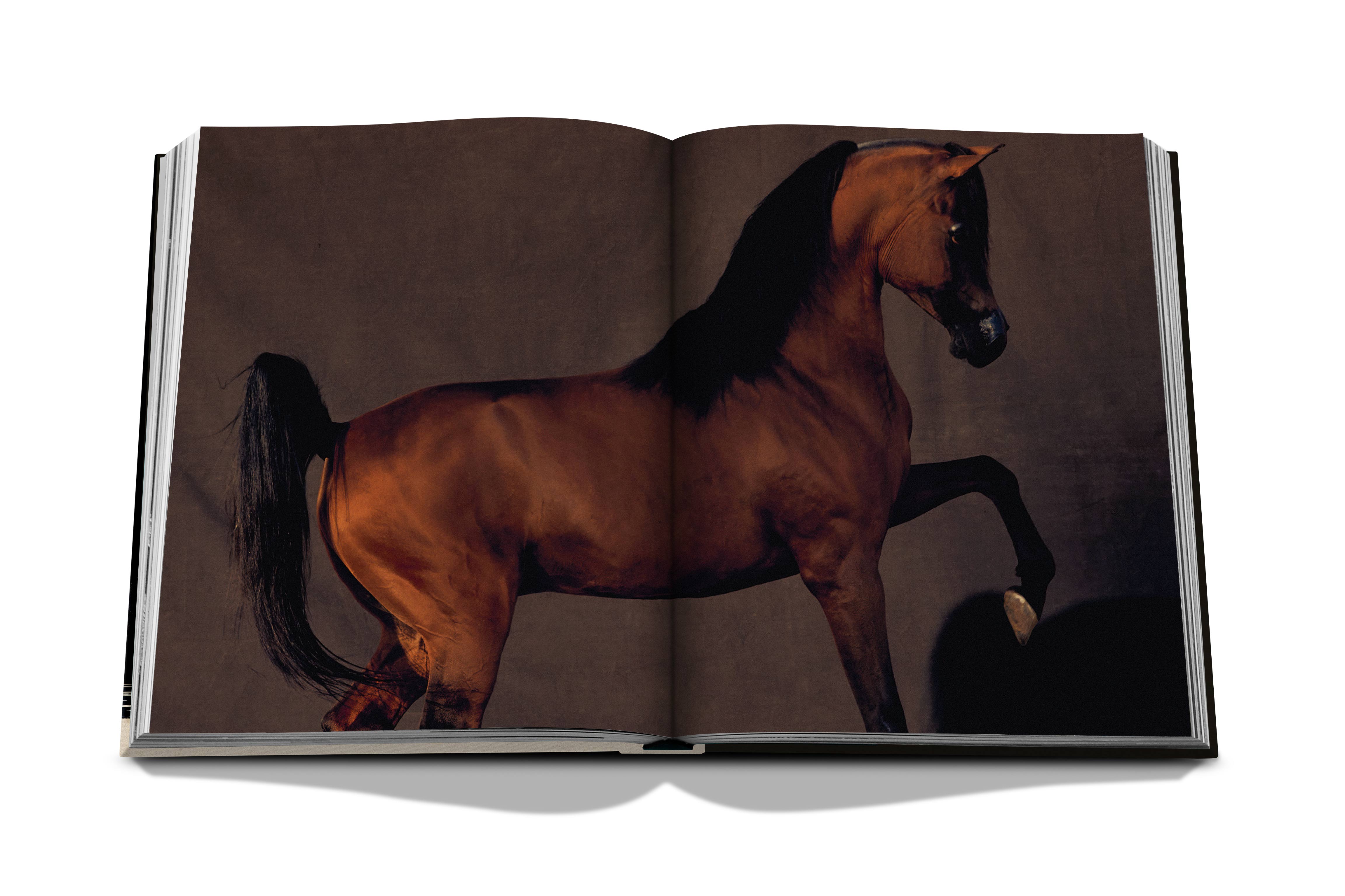 Horses from saudi arabia 12