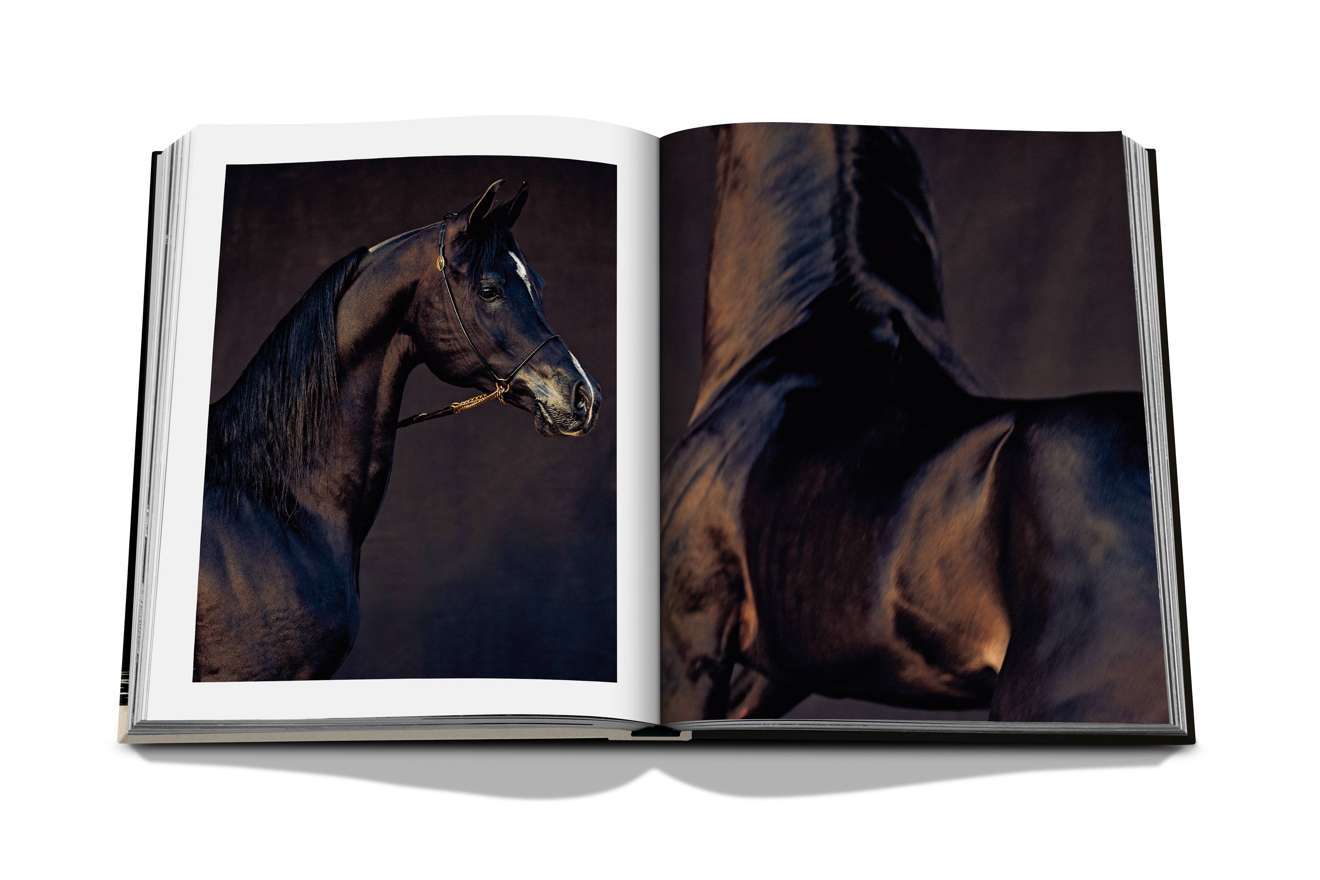 Horses from saudi arabia 13