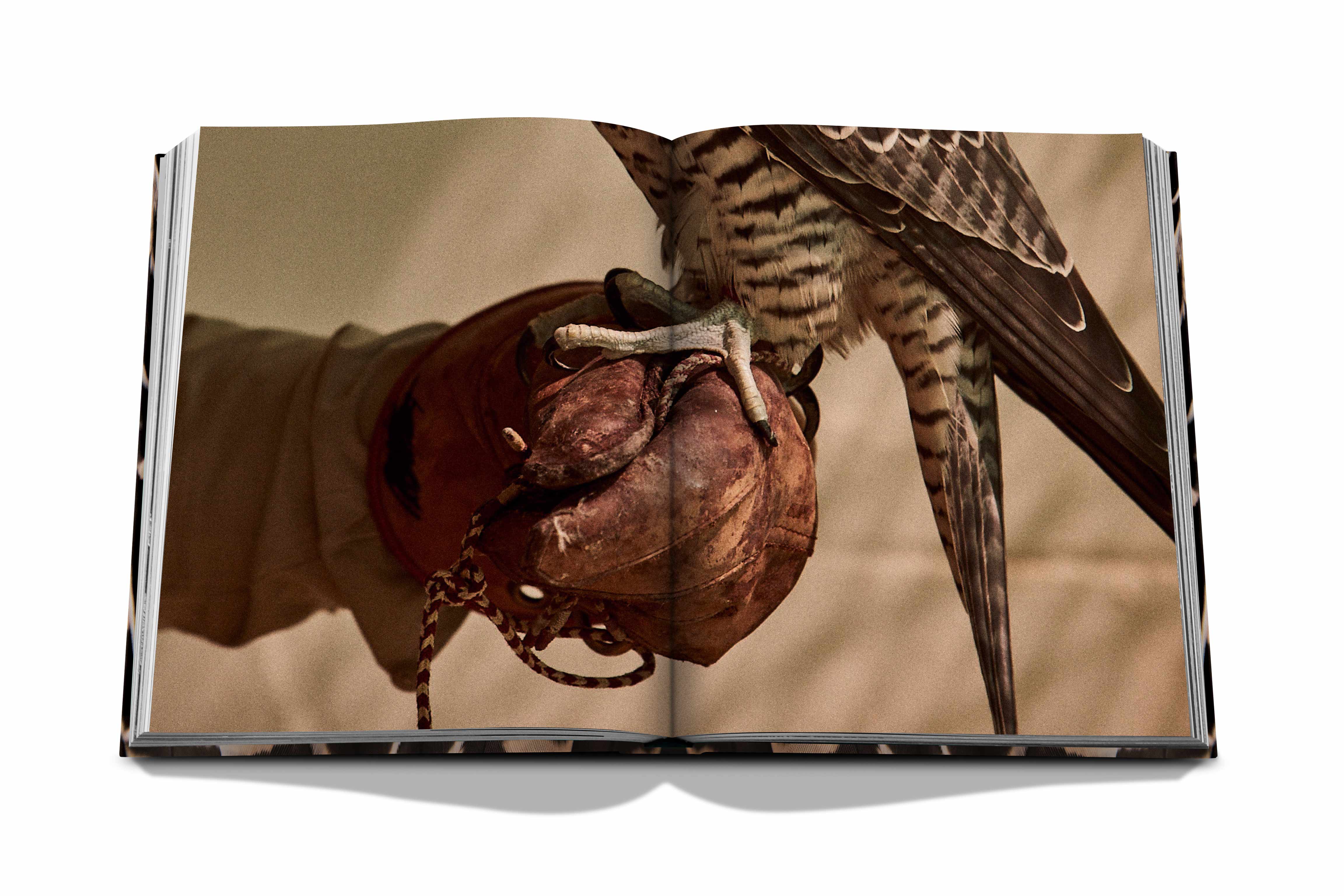 Falcons from saudi arabia 7