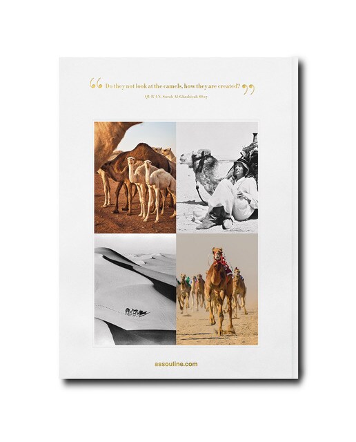 Camels from saudi arabia (classic) 3