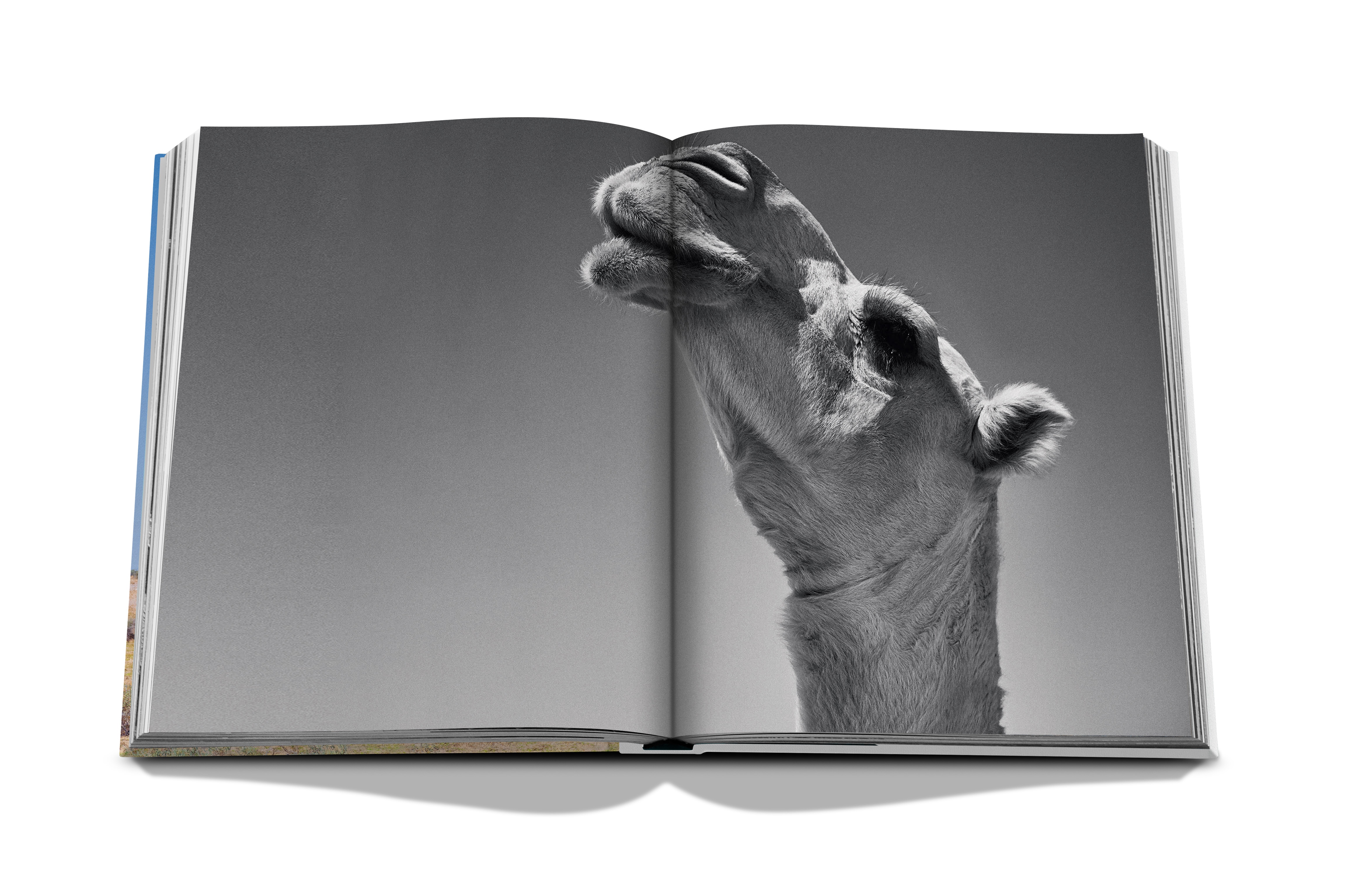 Camels from saudi arabia (classic) 4