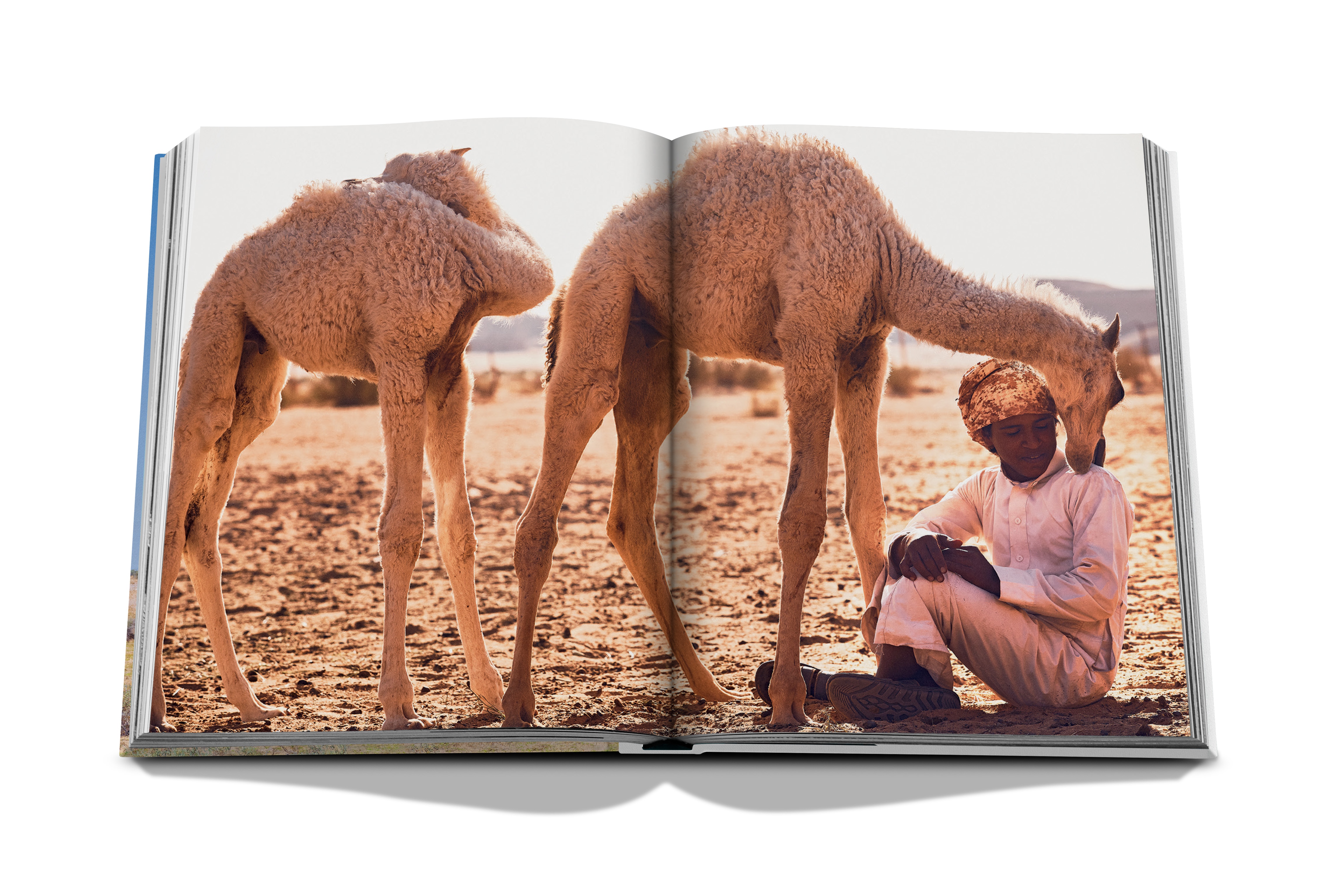 Camels from saudi arabia (classic) 5