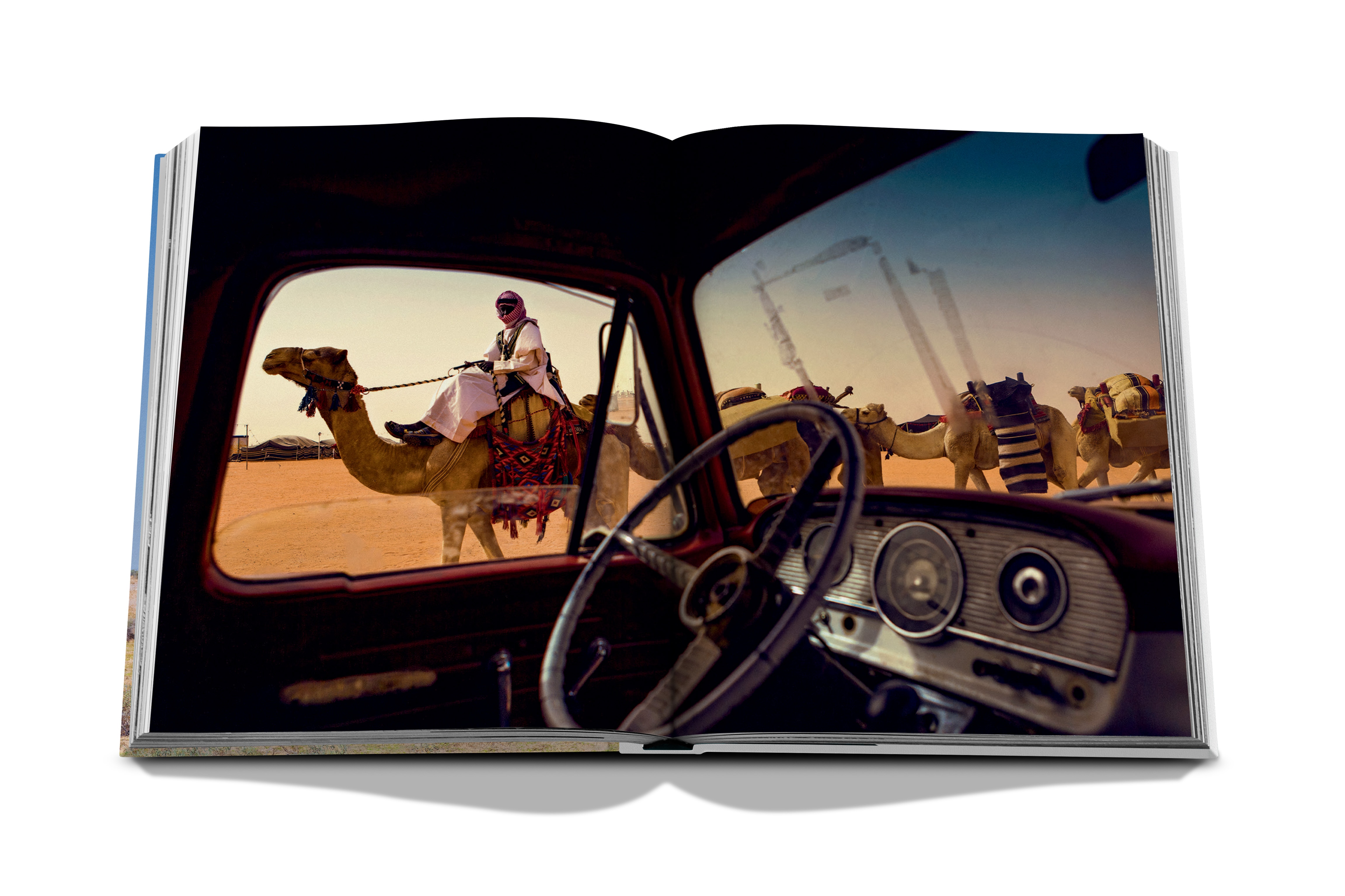 Camels from saudi arabia (classic) 6