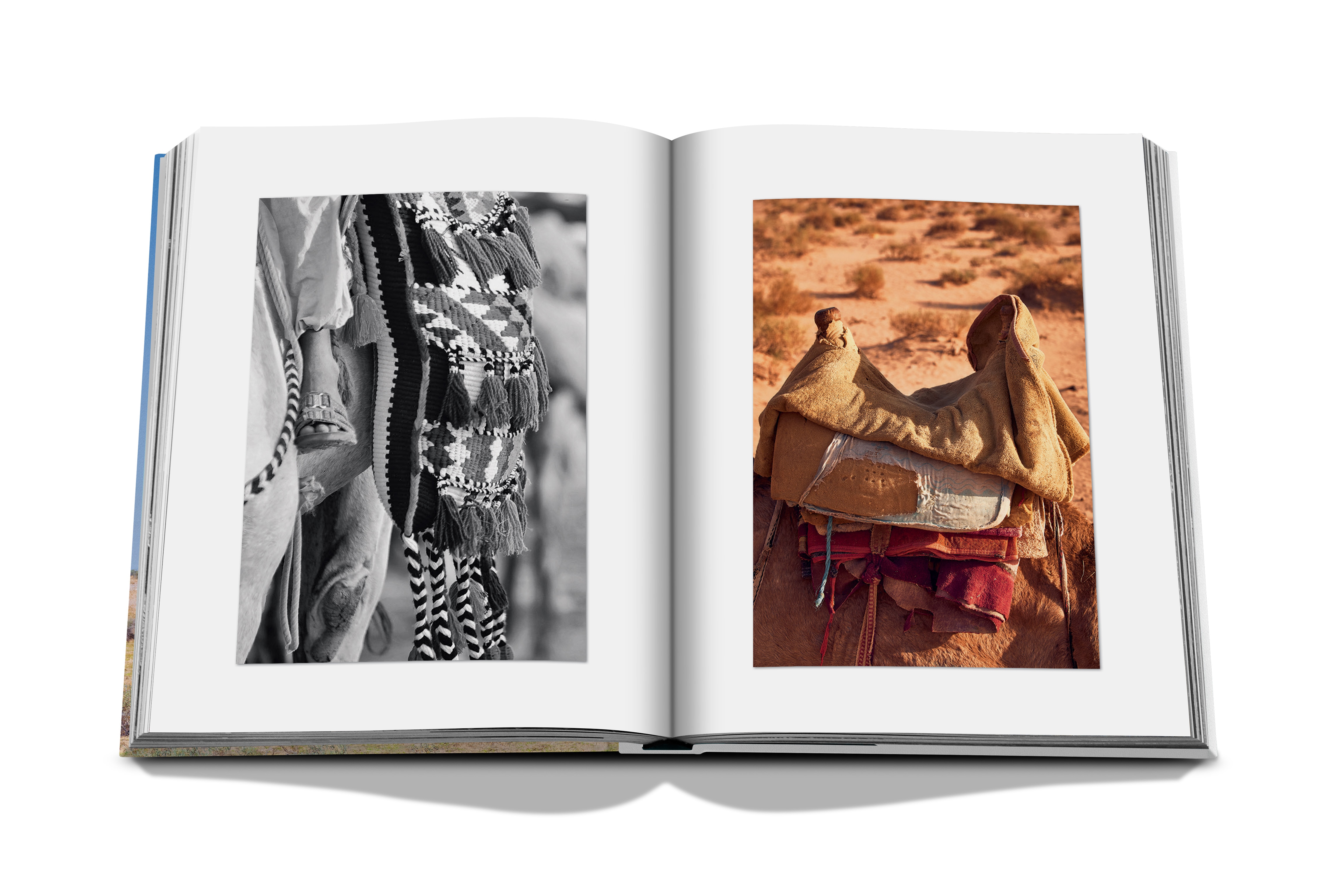 Camels from saudi arabia (classic) 7