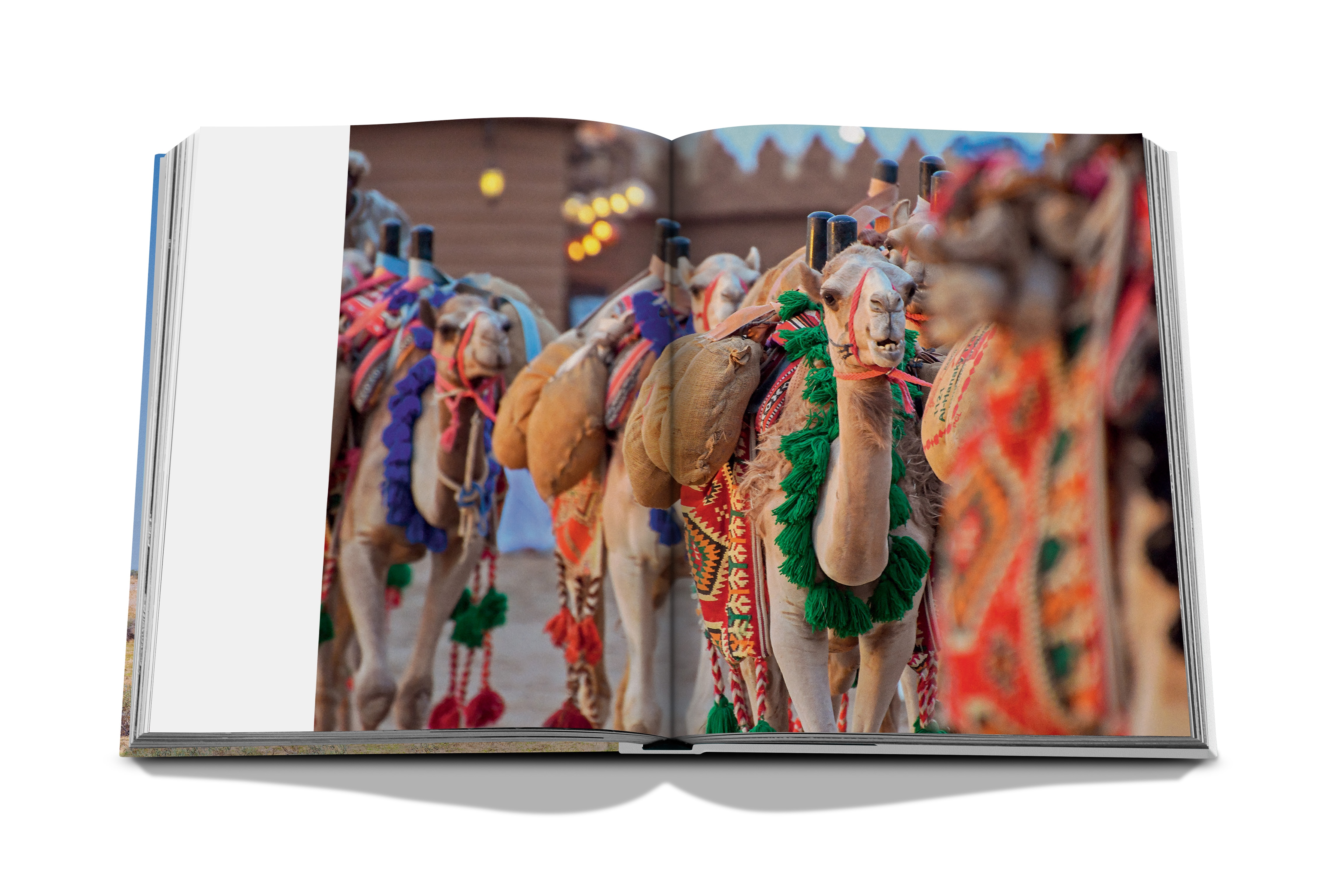 Camels from saudi arabia (classic) 8