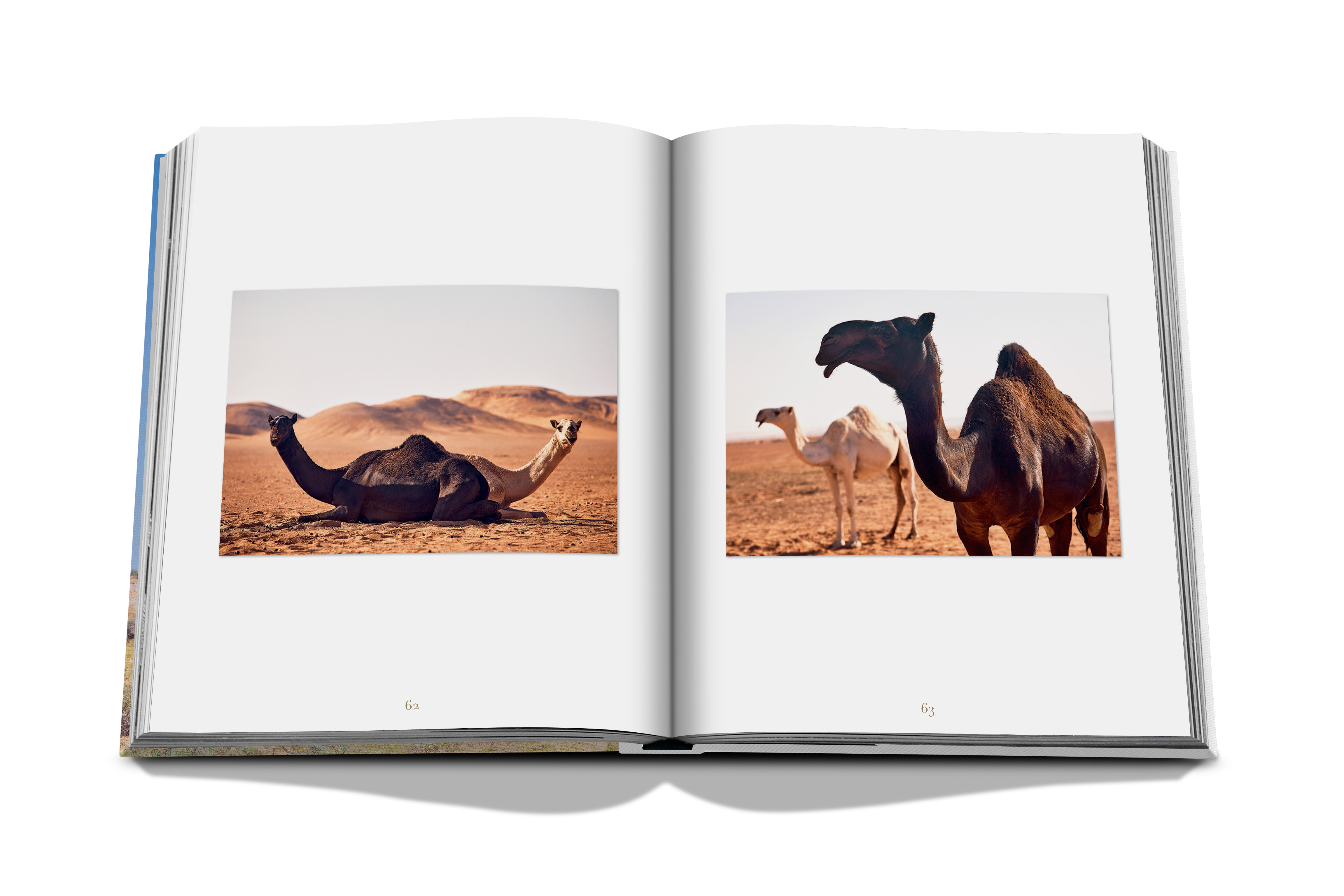 Camels from saudi arabia (classic) 12