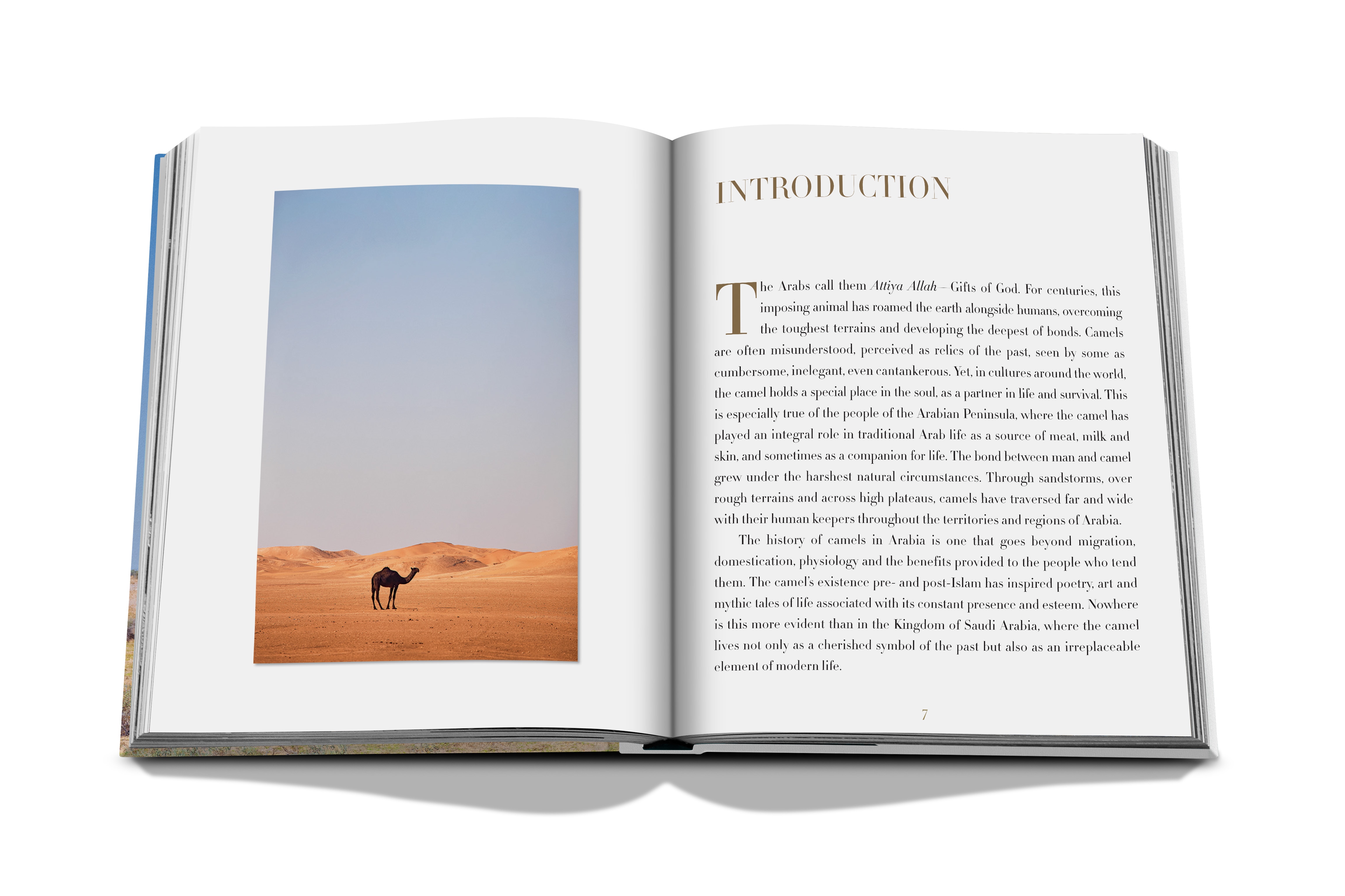 Camels from saudi arabia (classic) 14