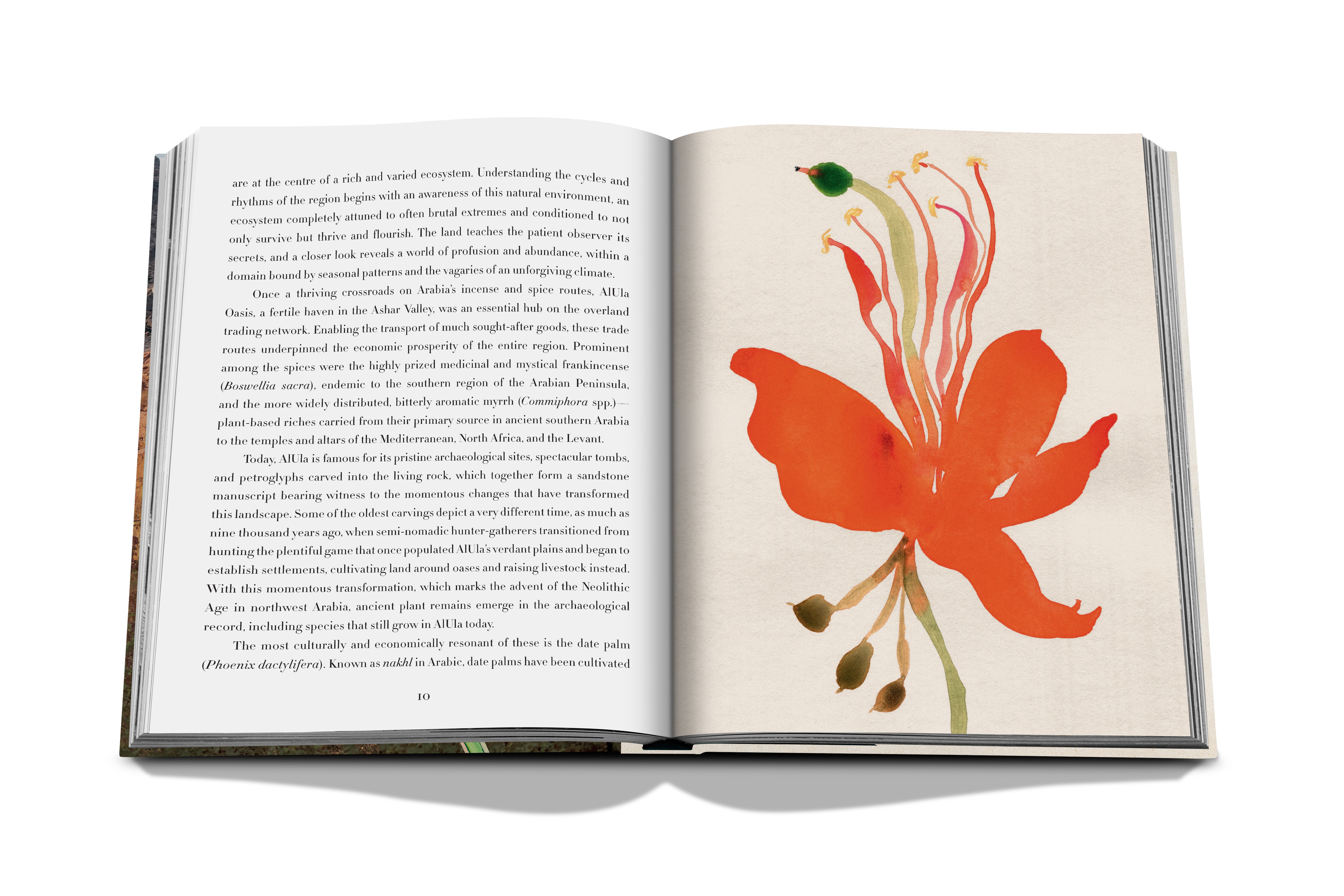 Alula flora (english) 4