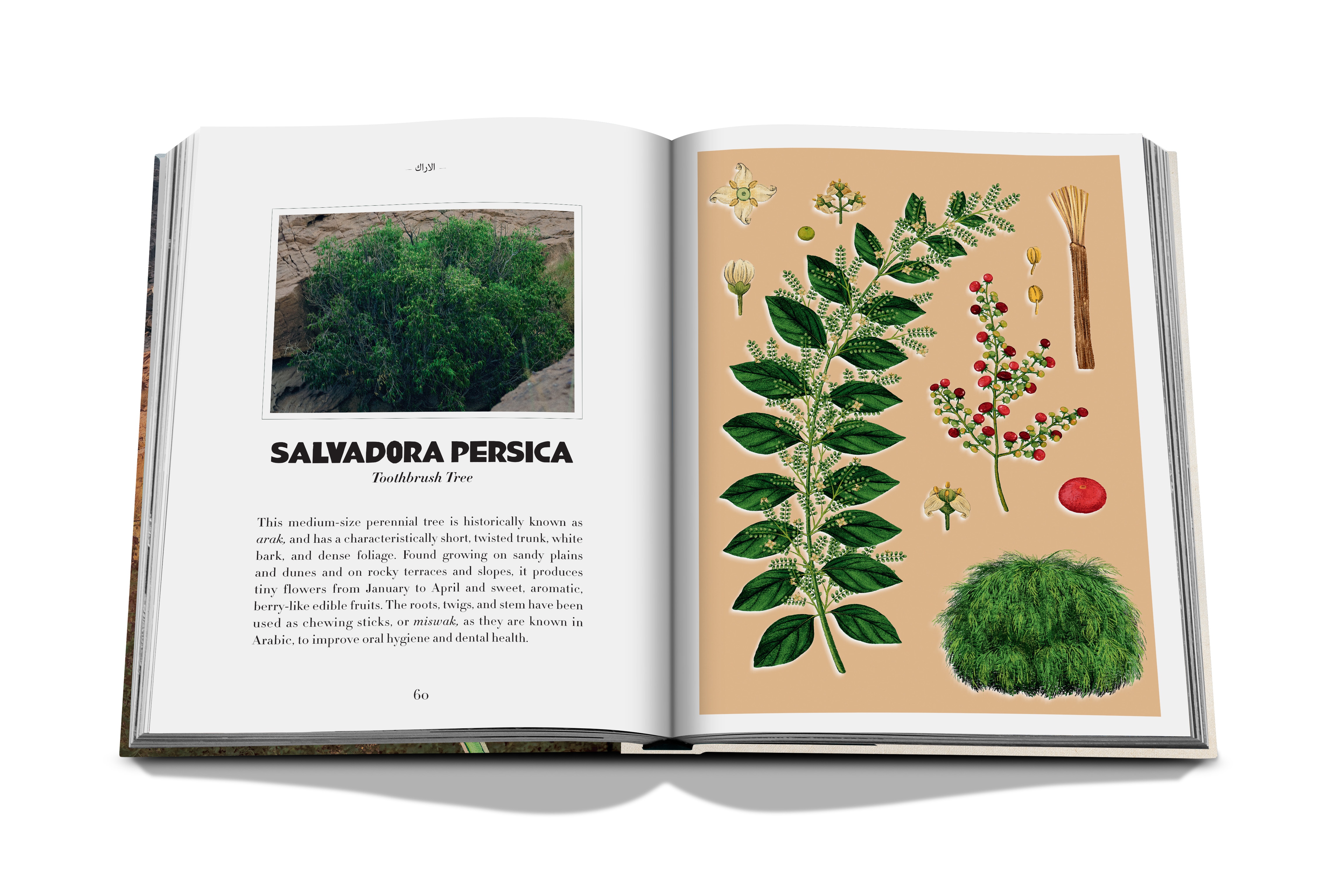 Alula flora (english) 5