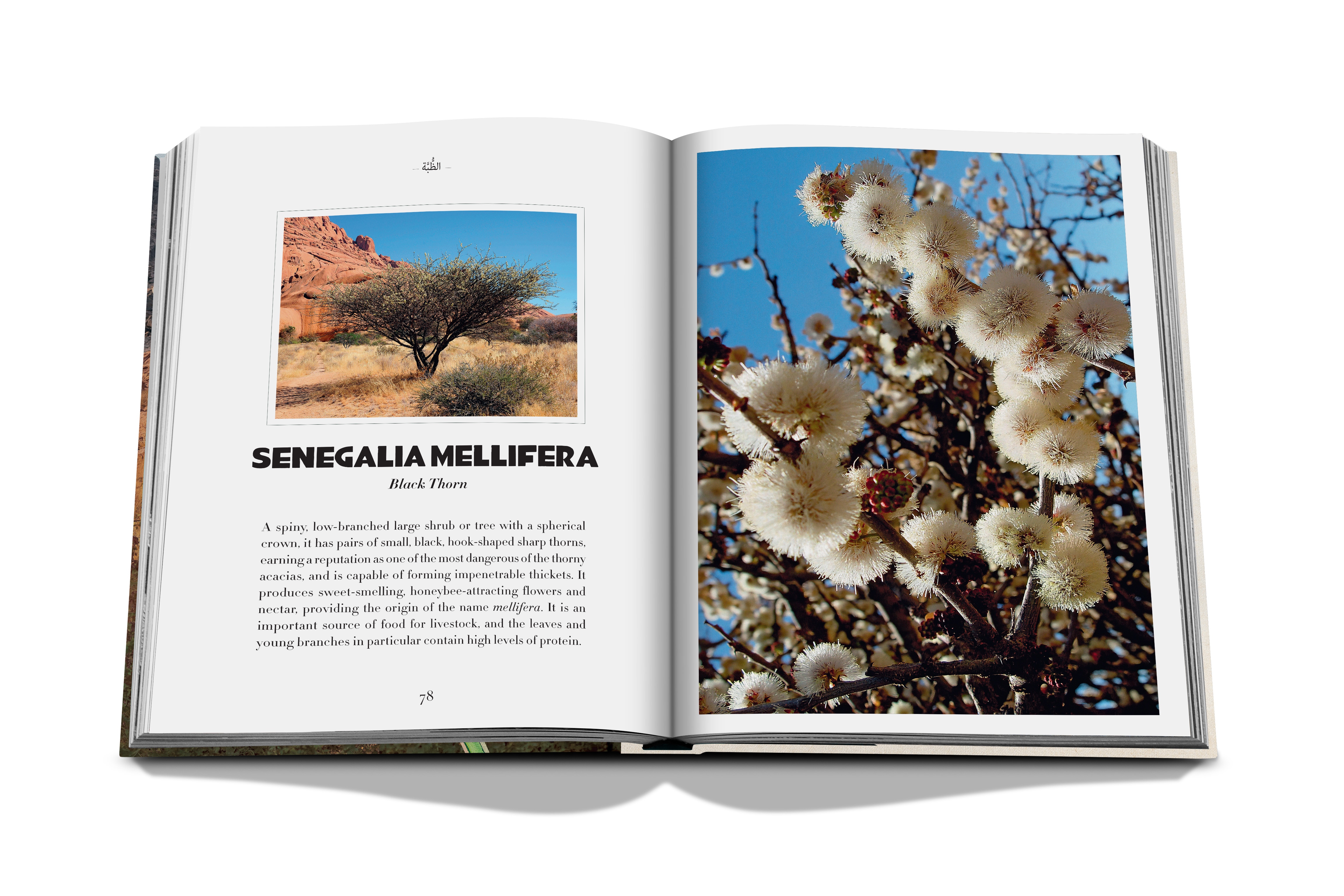 Alula flora (english) 6