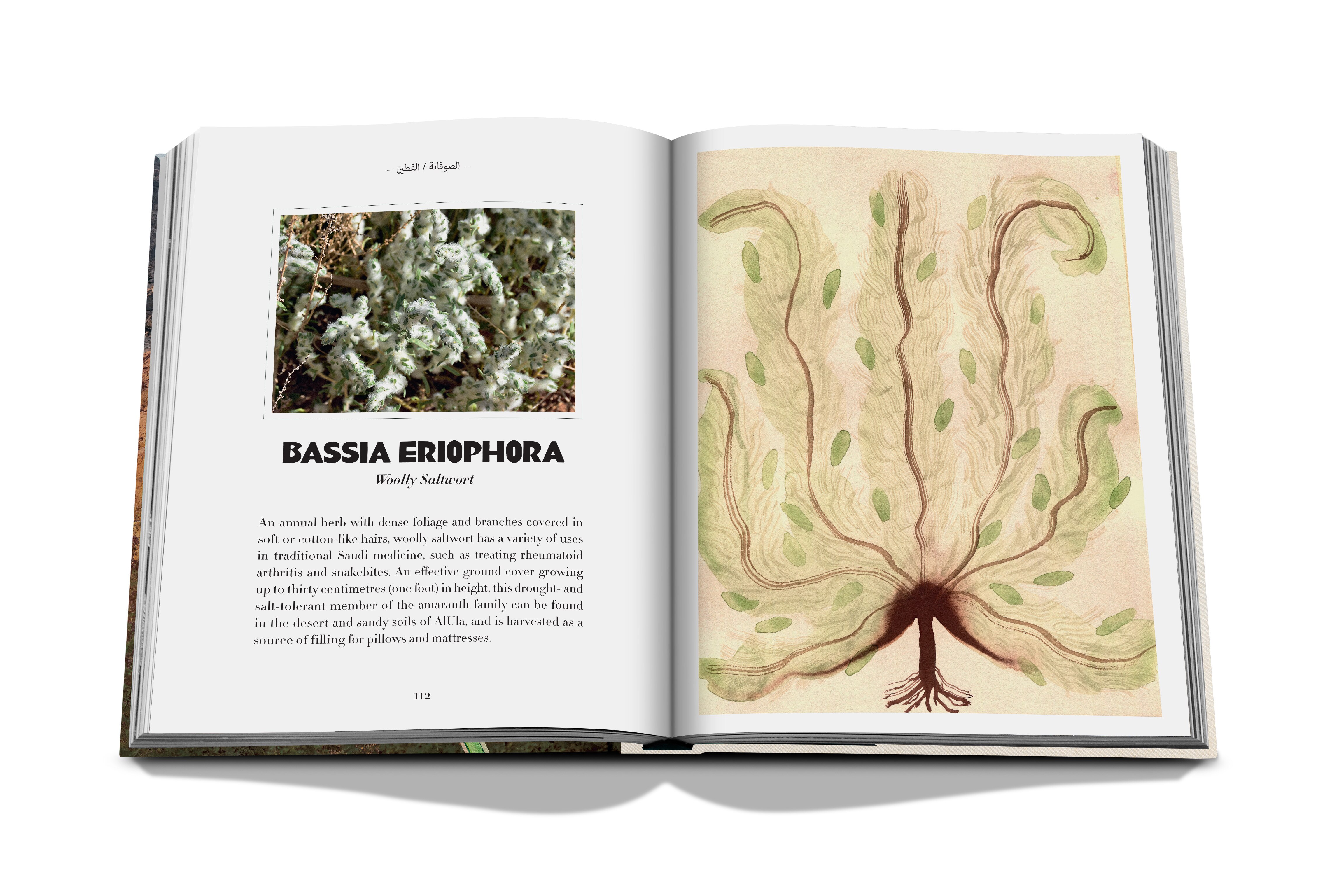 Alula flora (english) 7