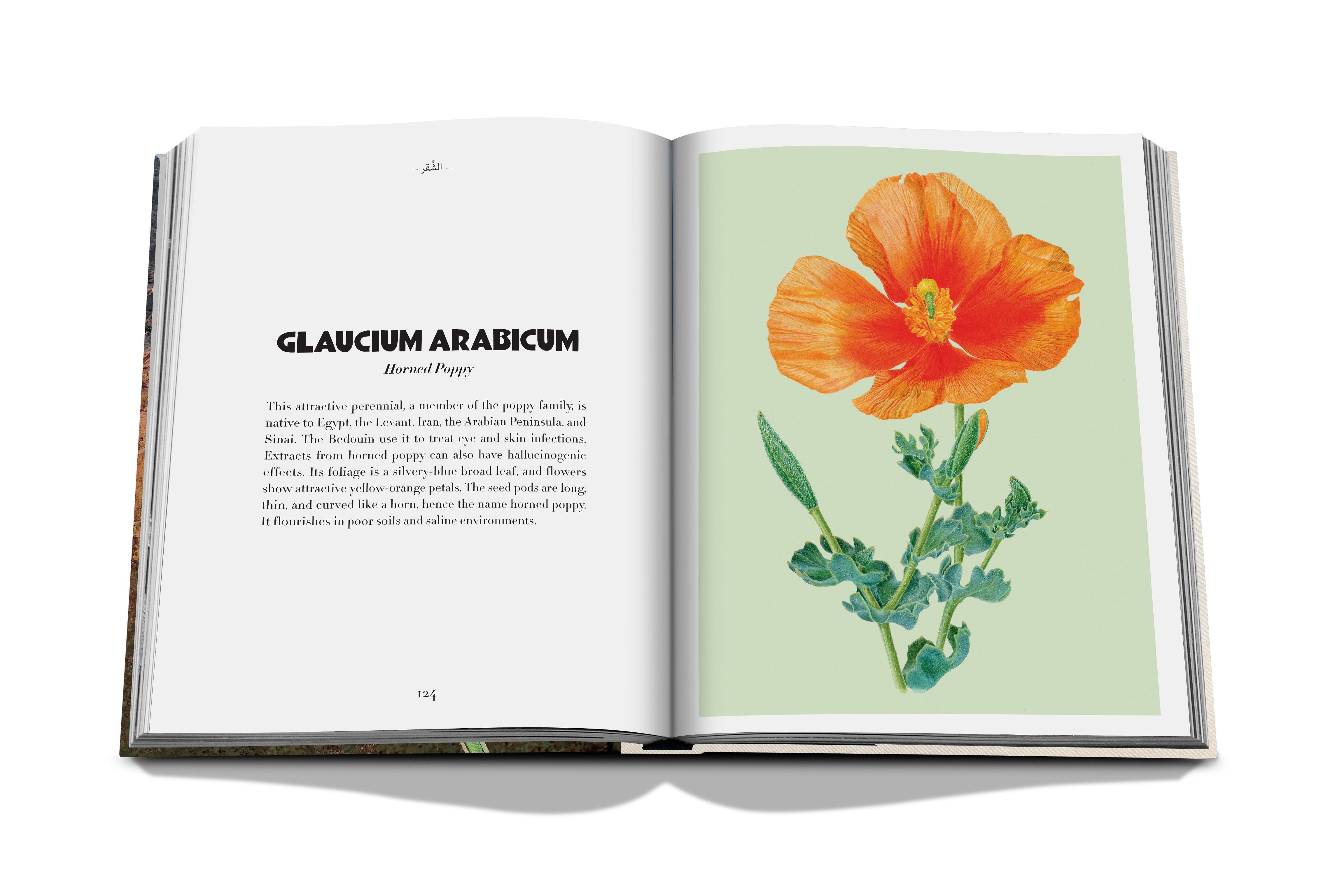 Alula flora (english) 9