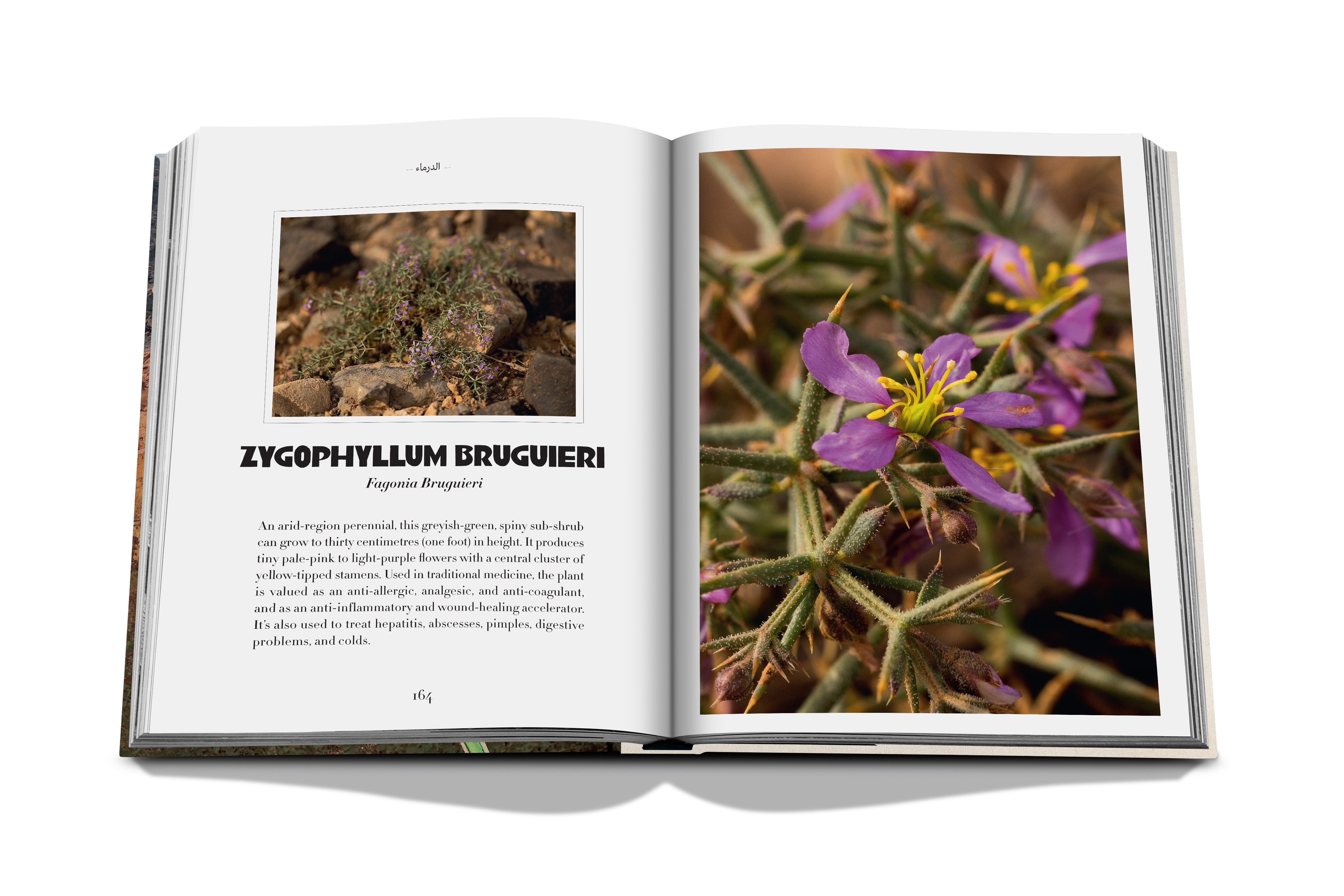 Alula flora (english) 10