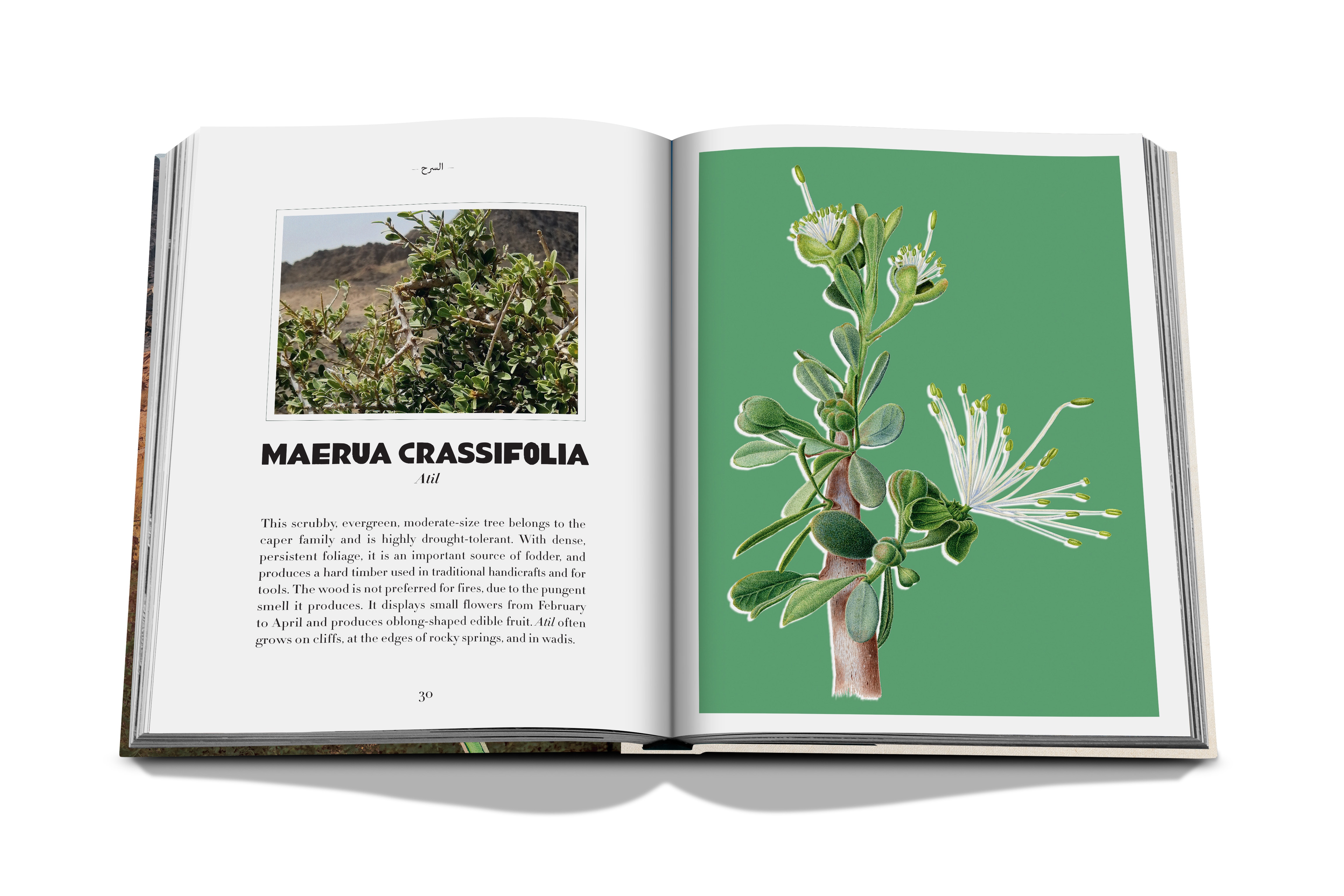 Alula flora (english) 13