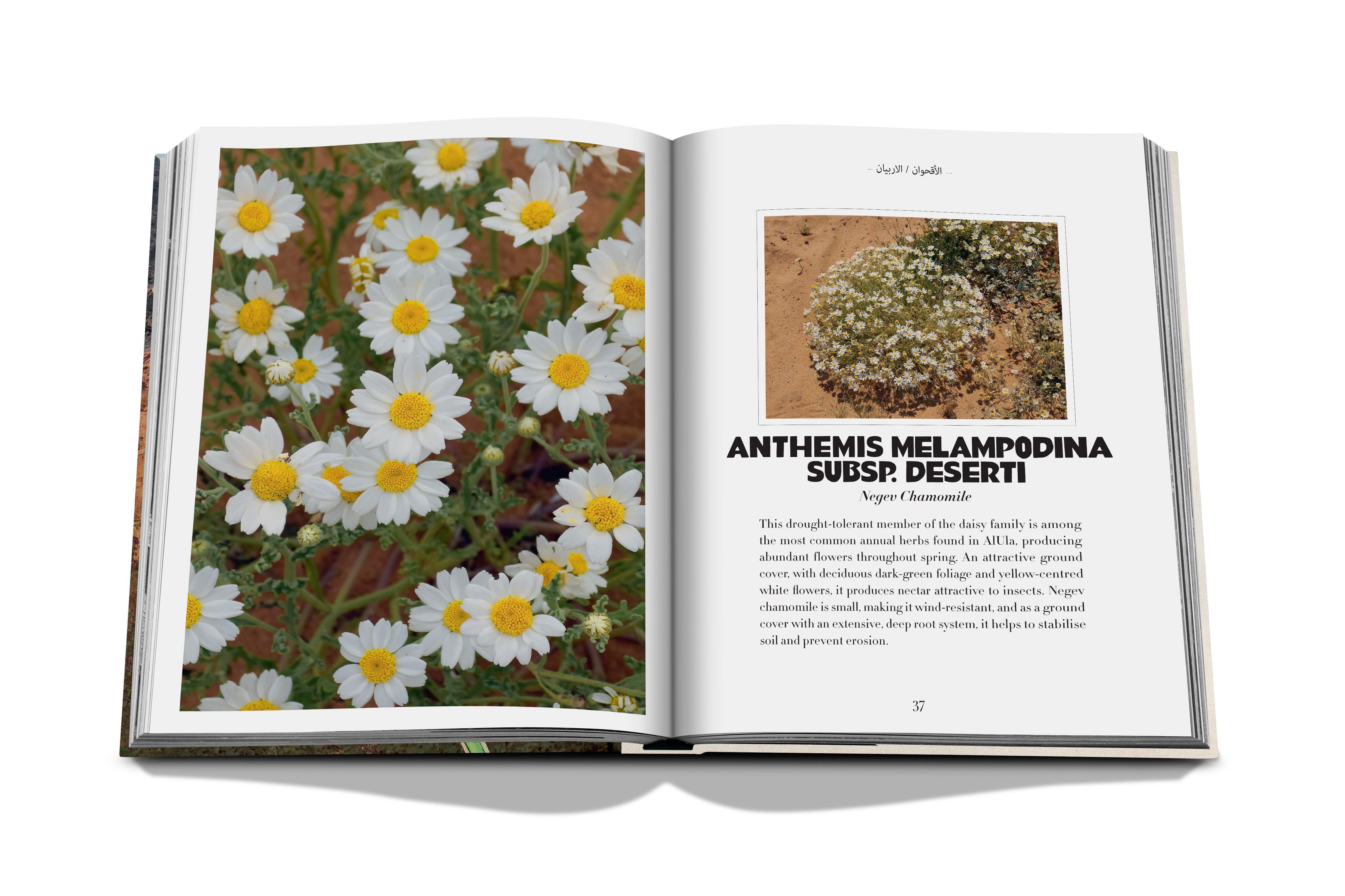 Alula flora (english) 14