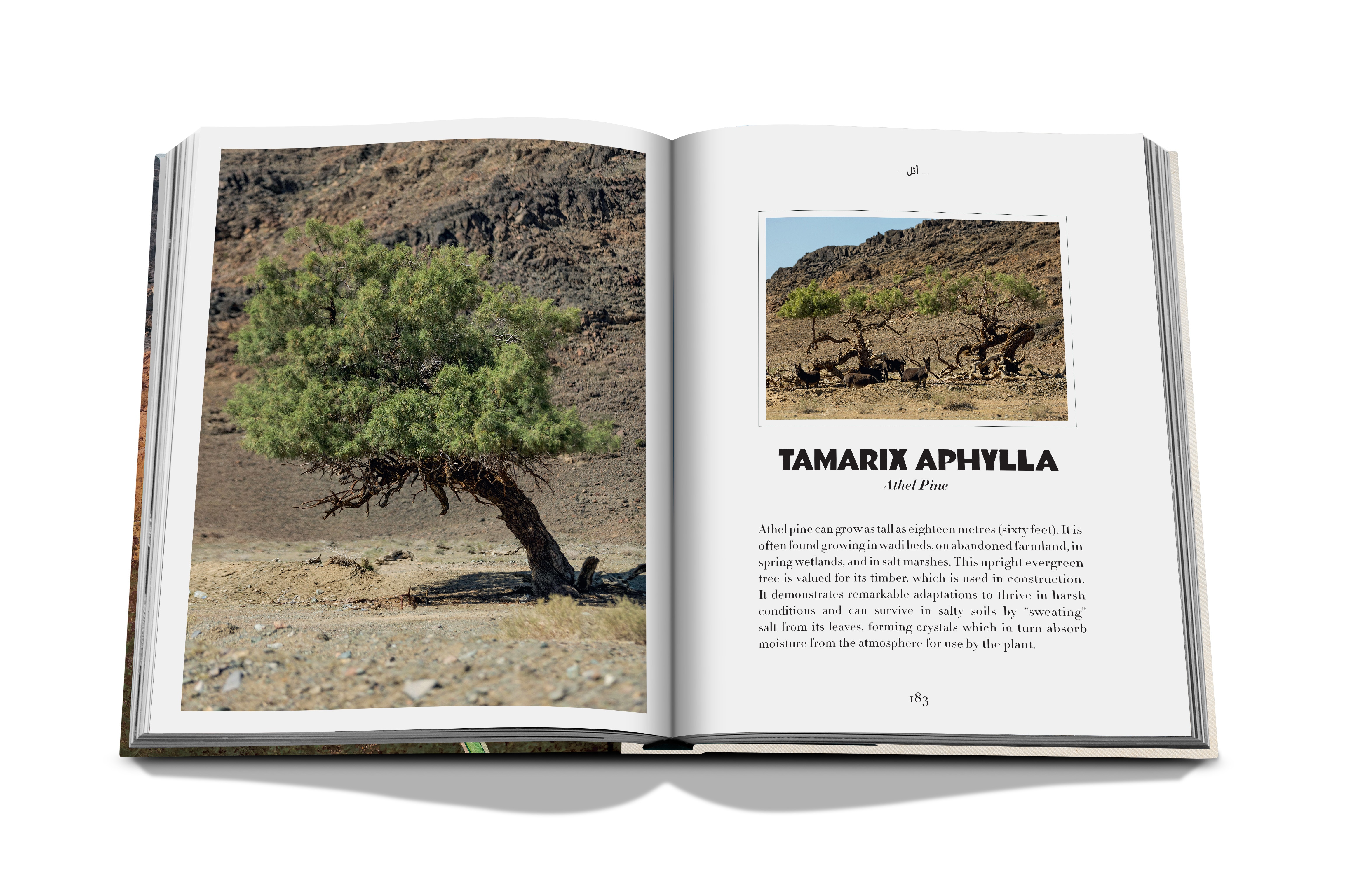 Alula flora (english) 15