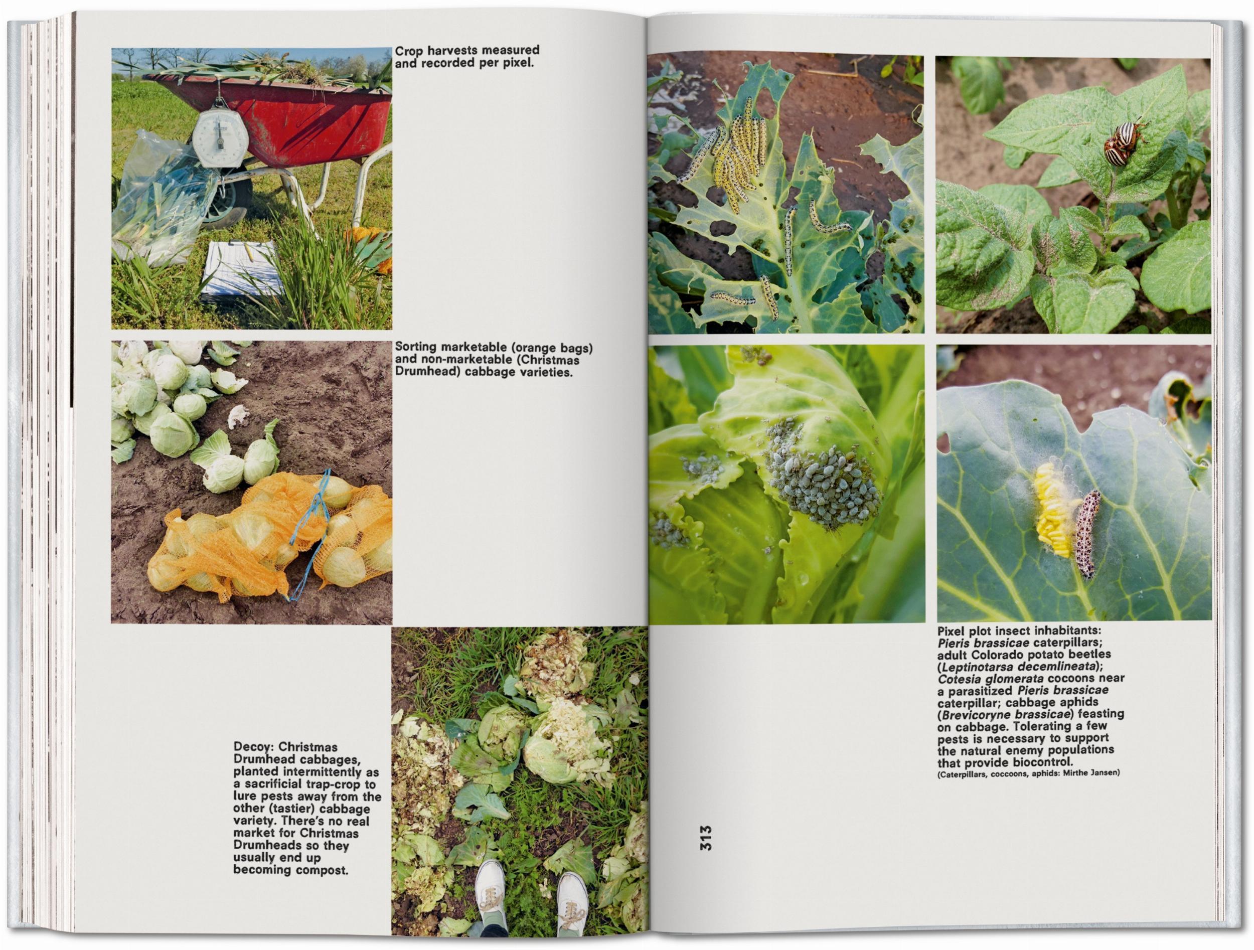 Koolhaas. Countryside, A Report (Capa mole) 2