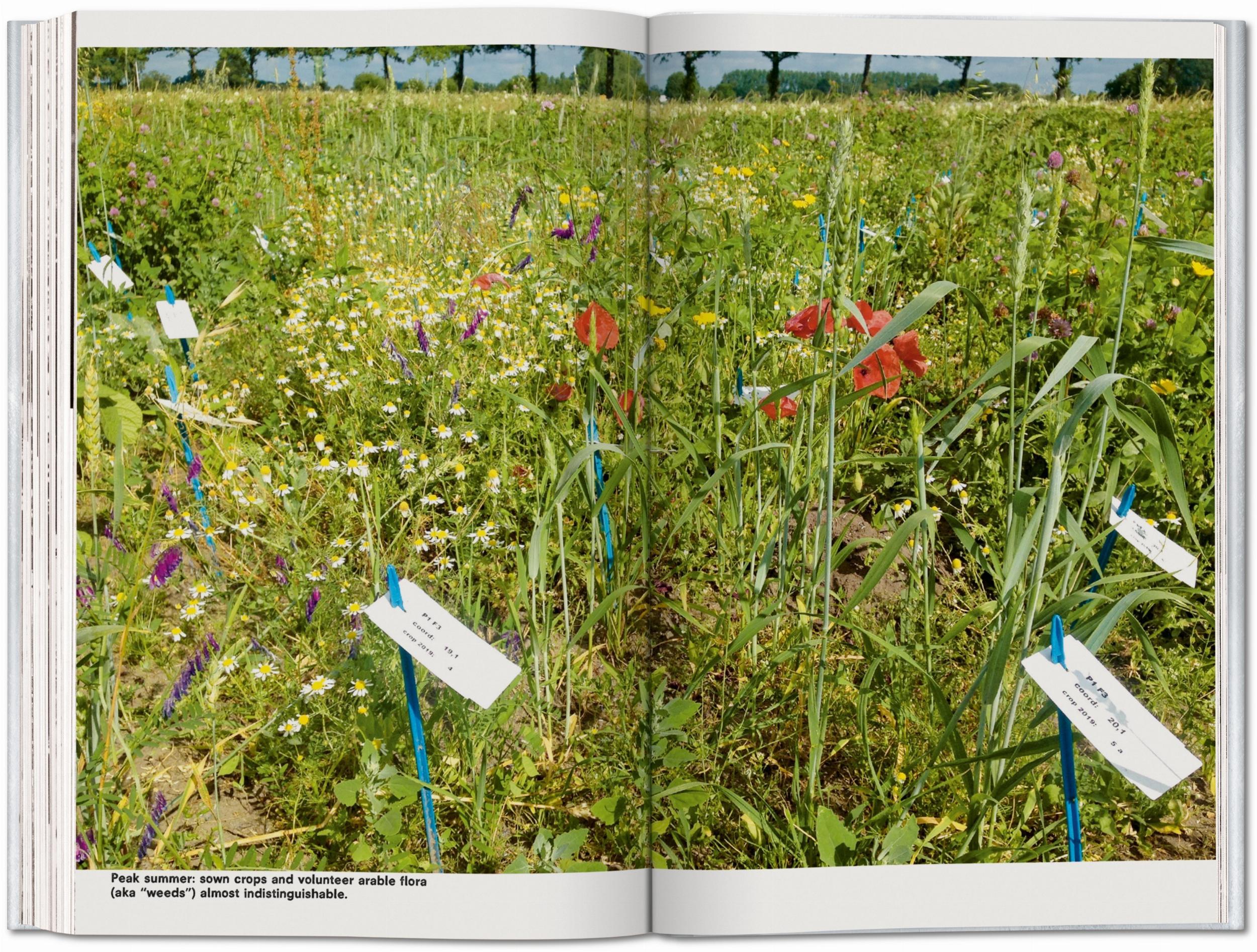 Koolhaas. Countryside, A Report (Capa mole) 5