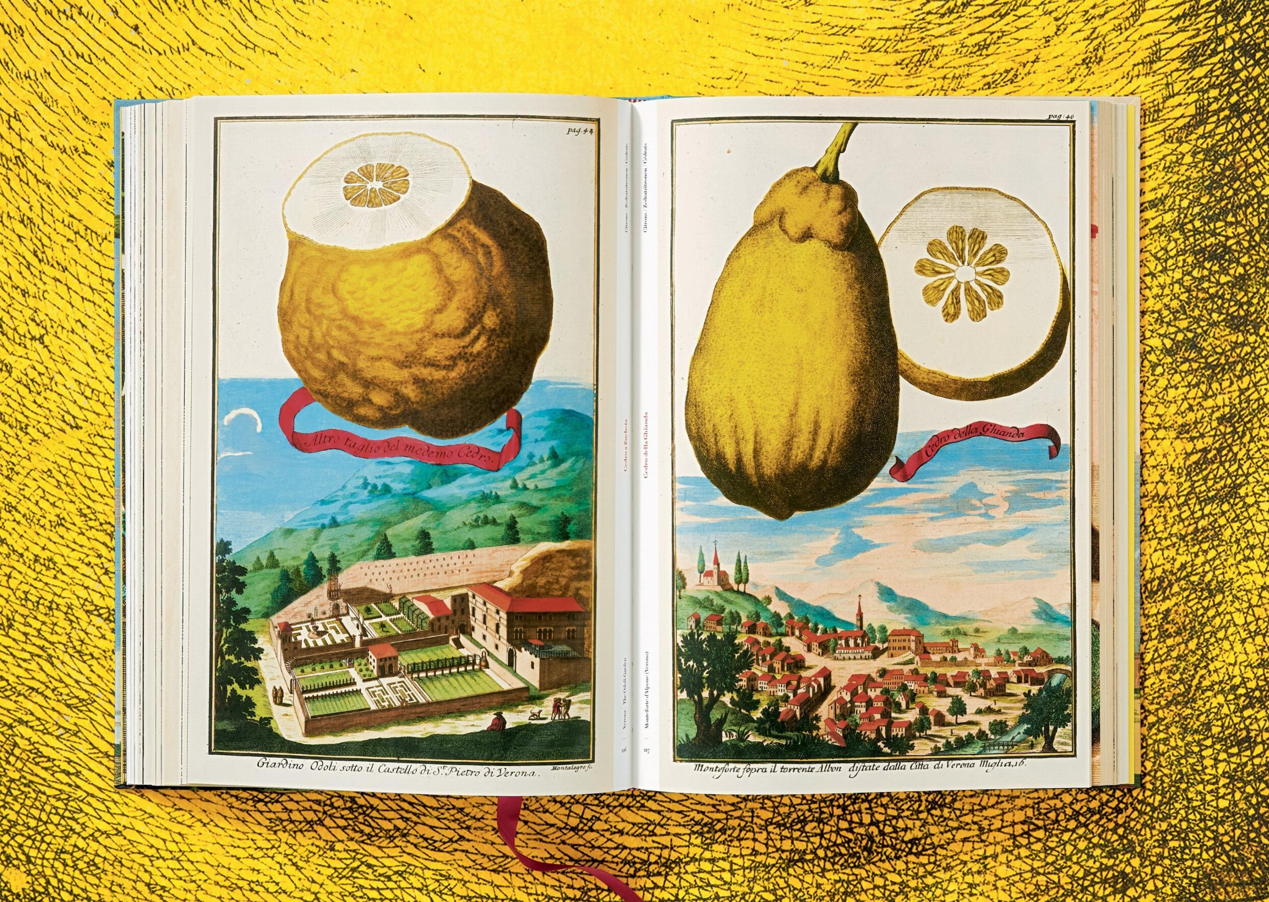 J. C. Volkamer. The Book of Citrus Fruits (Capa dura) 2