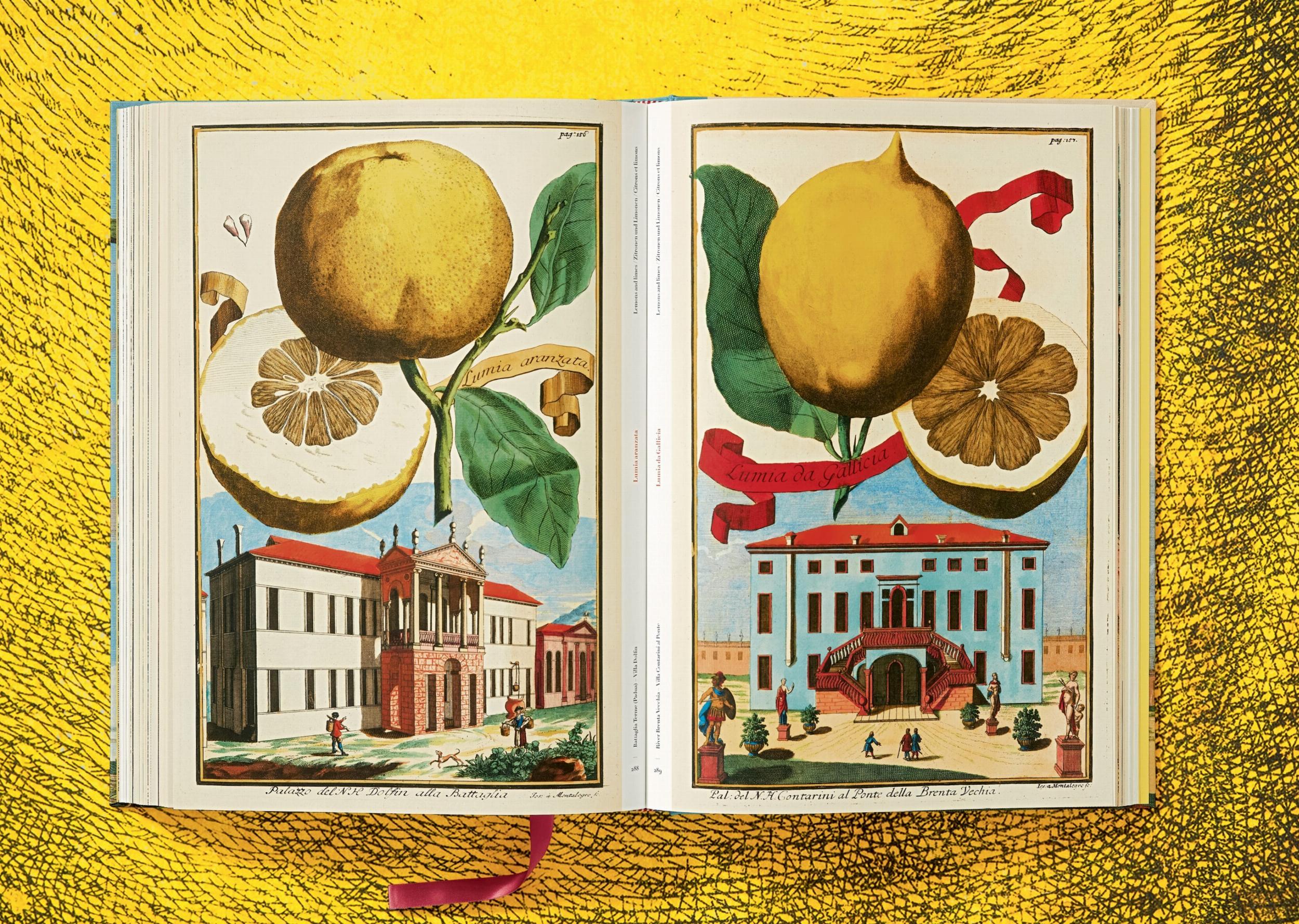 J. C. Volkamer. The Book of Citrus Fruits (Capa dura) 3