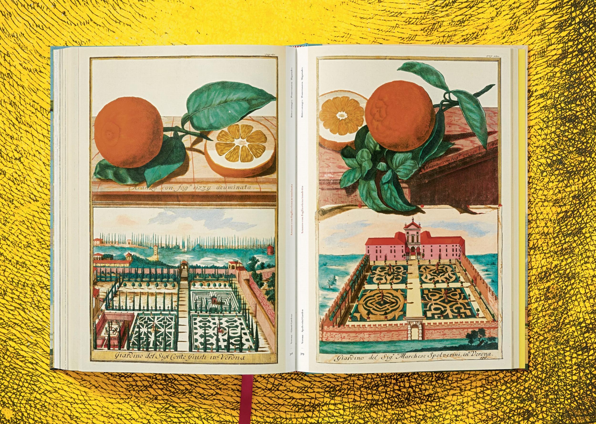 J. C. Volkamer. The Book of Citrus Fruits (Capa dura) 5