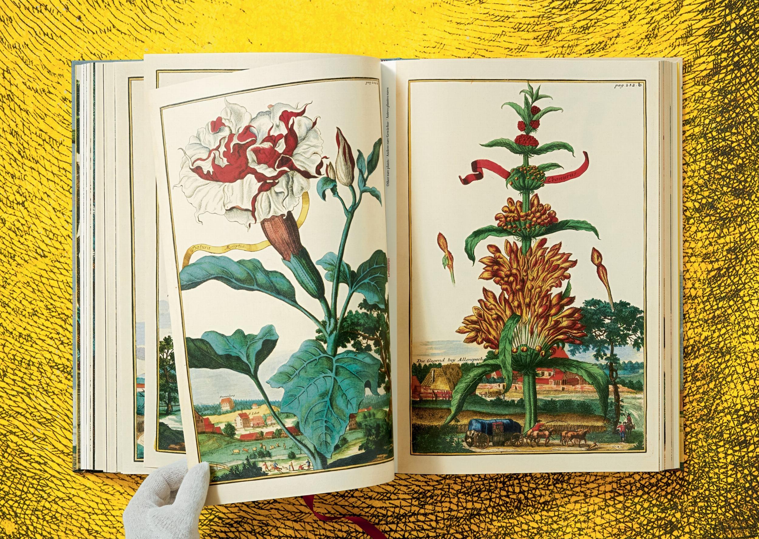 J. C. Volkamer. The Book of Citrus Fruits (Capa dura) 9