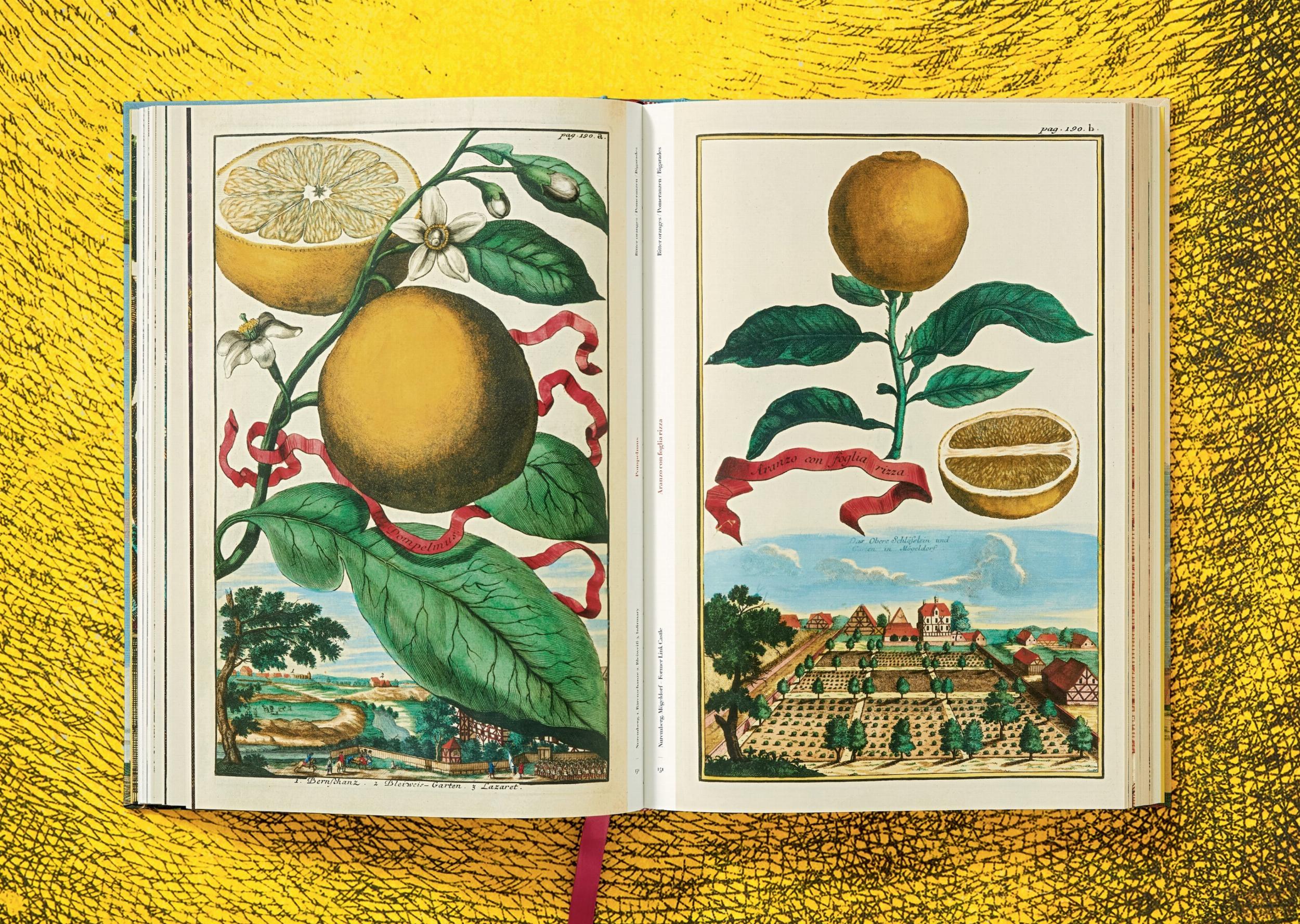 J. C. Volkamer. The Book of Citrus Fruits (Capa dura) 10