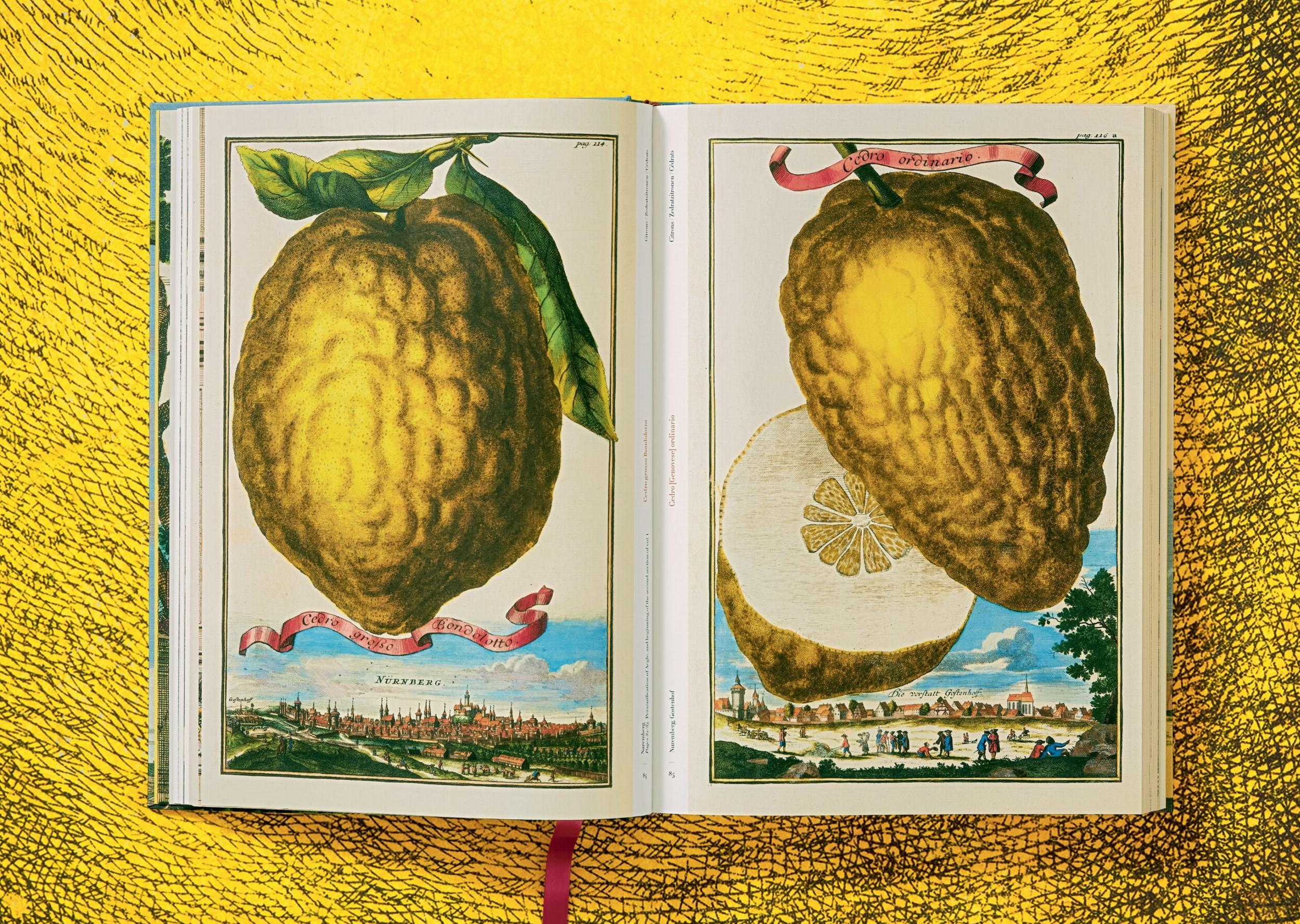 J. C. Volkamer. The Book of Citrus Fruits (Capa dura) 11