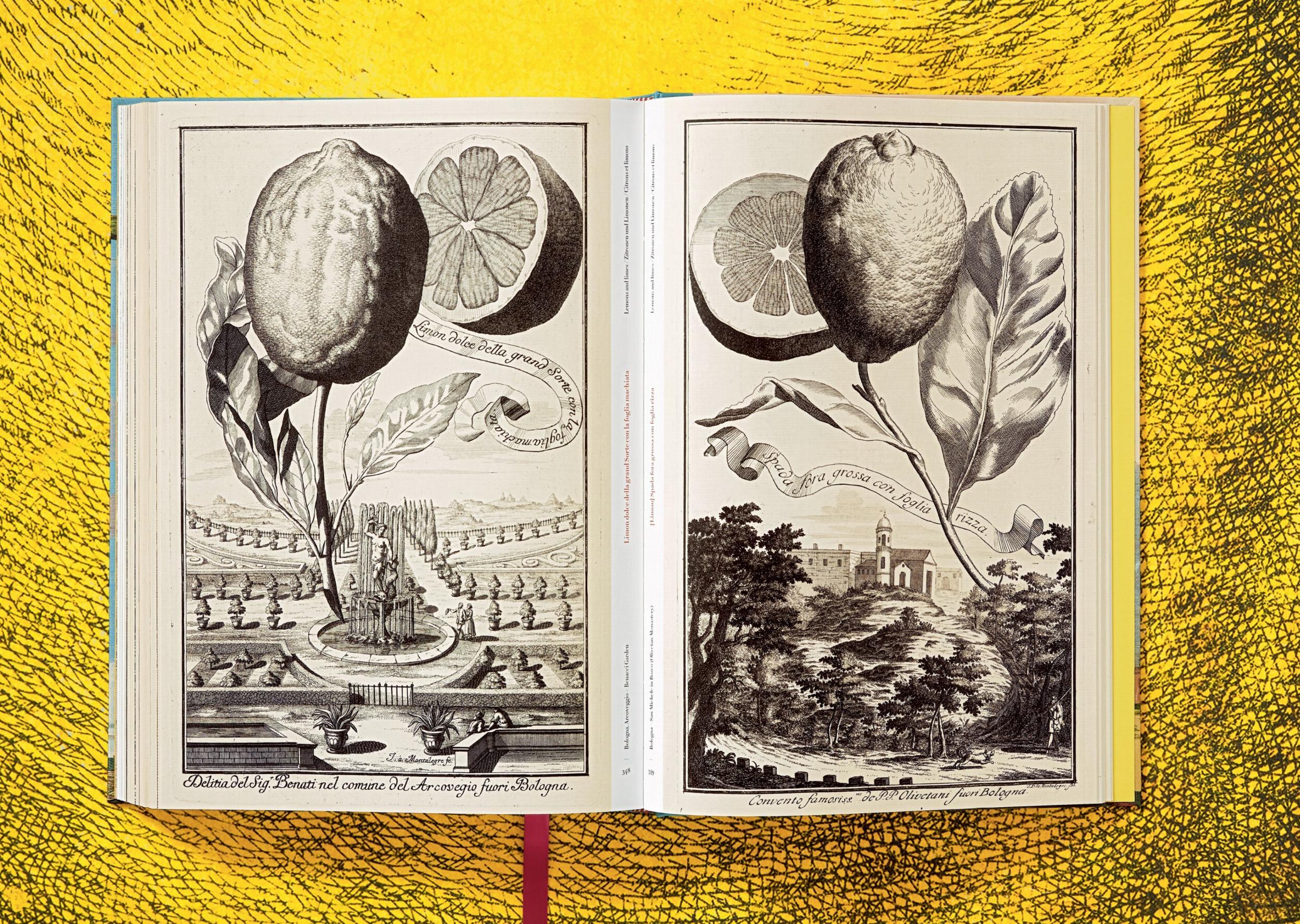J. C. Volkamer. The Book of Citrus Fruits (Capa dura) 12