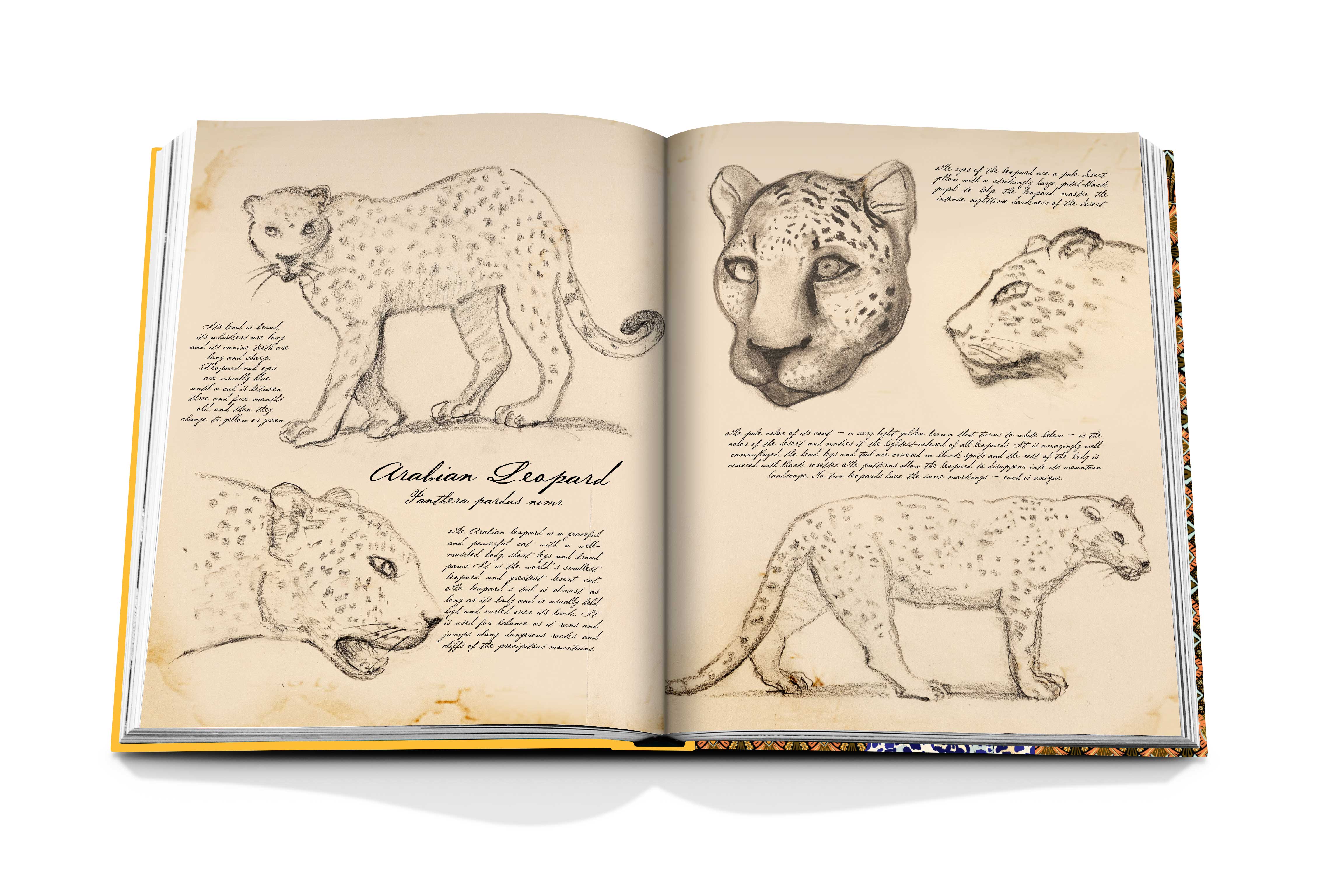 Arabian leopard 5