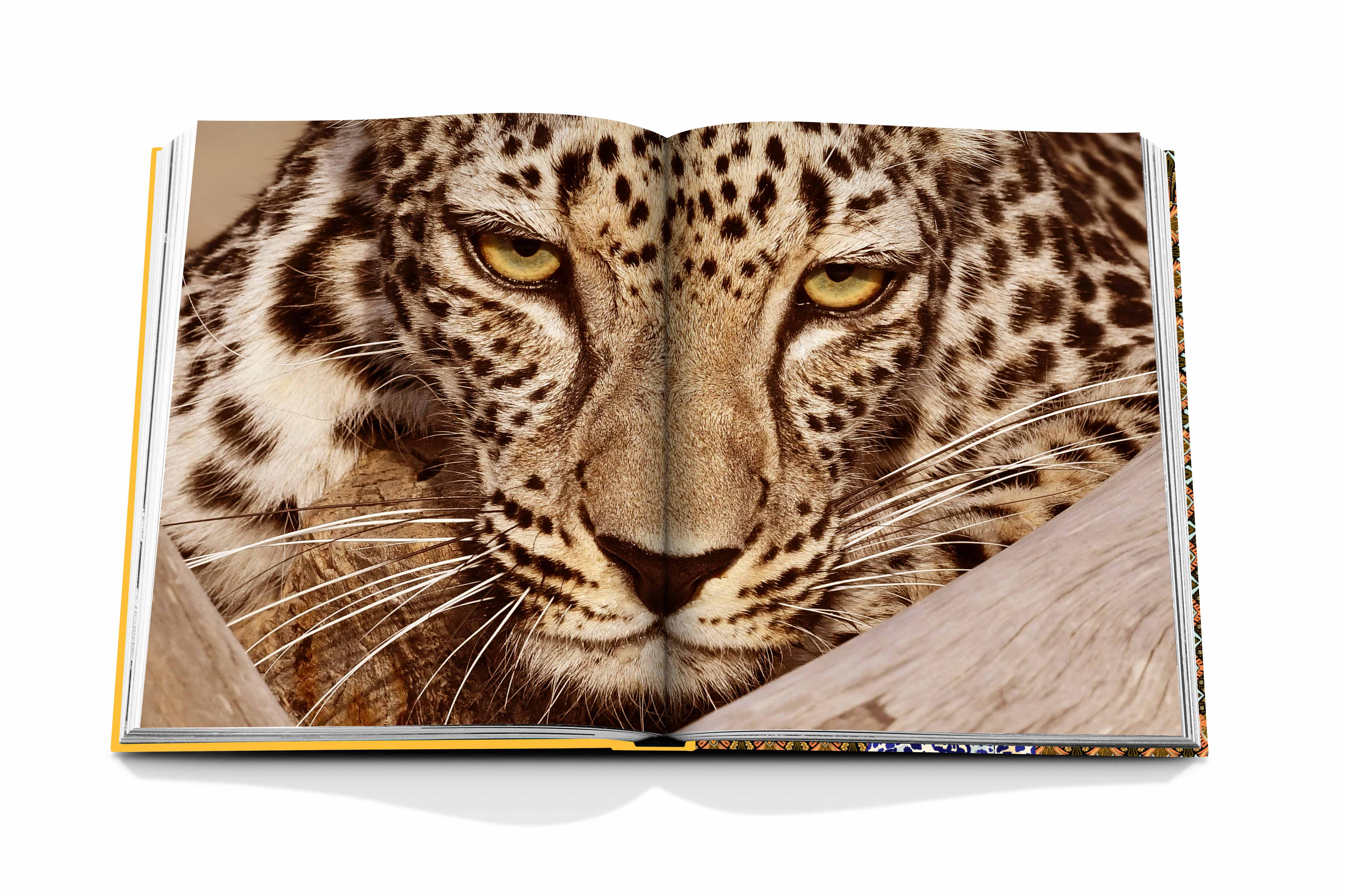 Arabian leopard 8