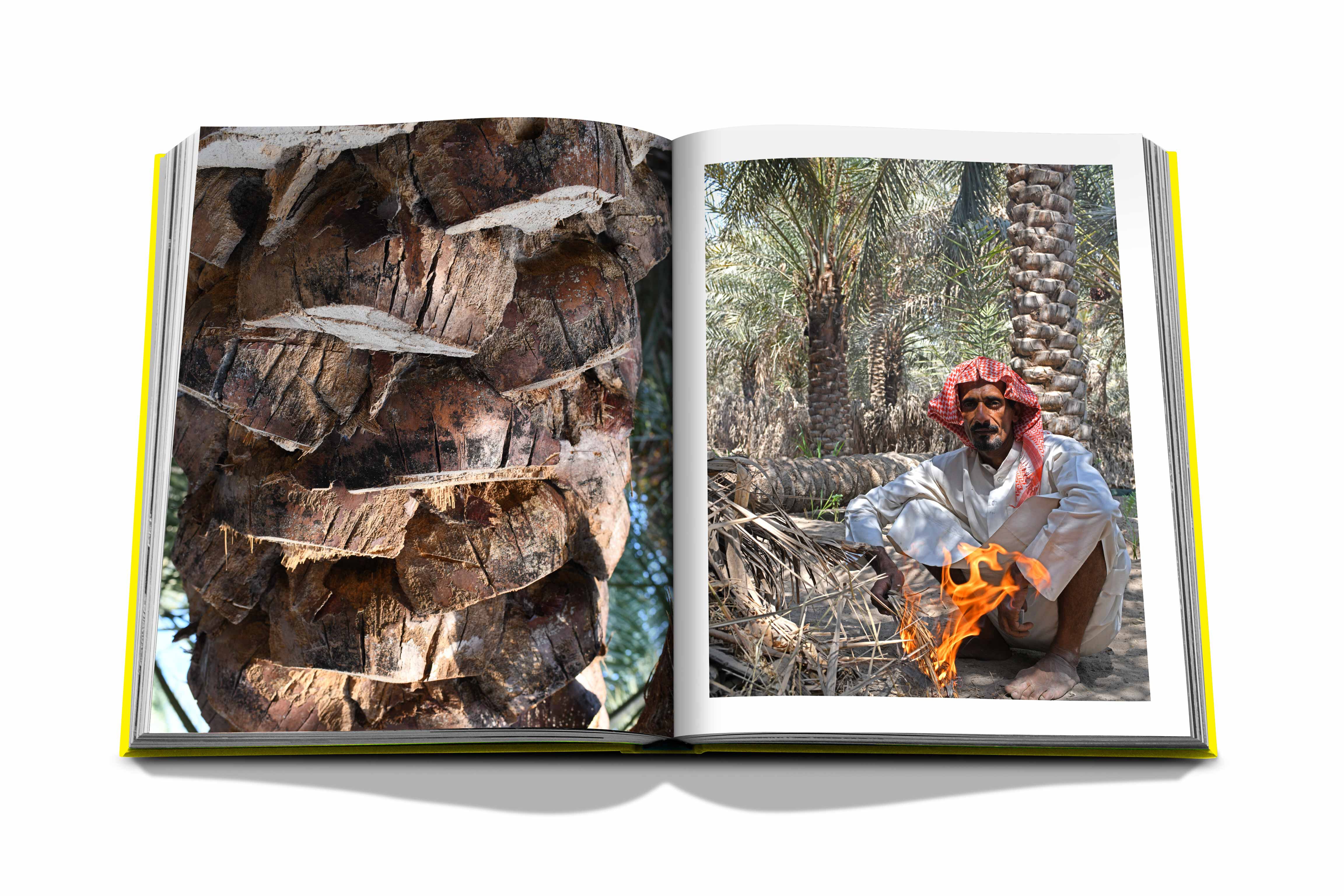 Al ahsa oasis 8