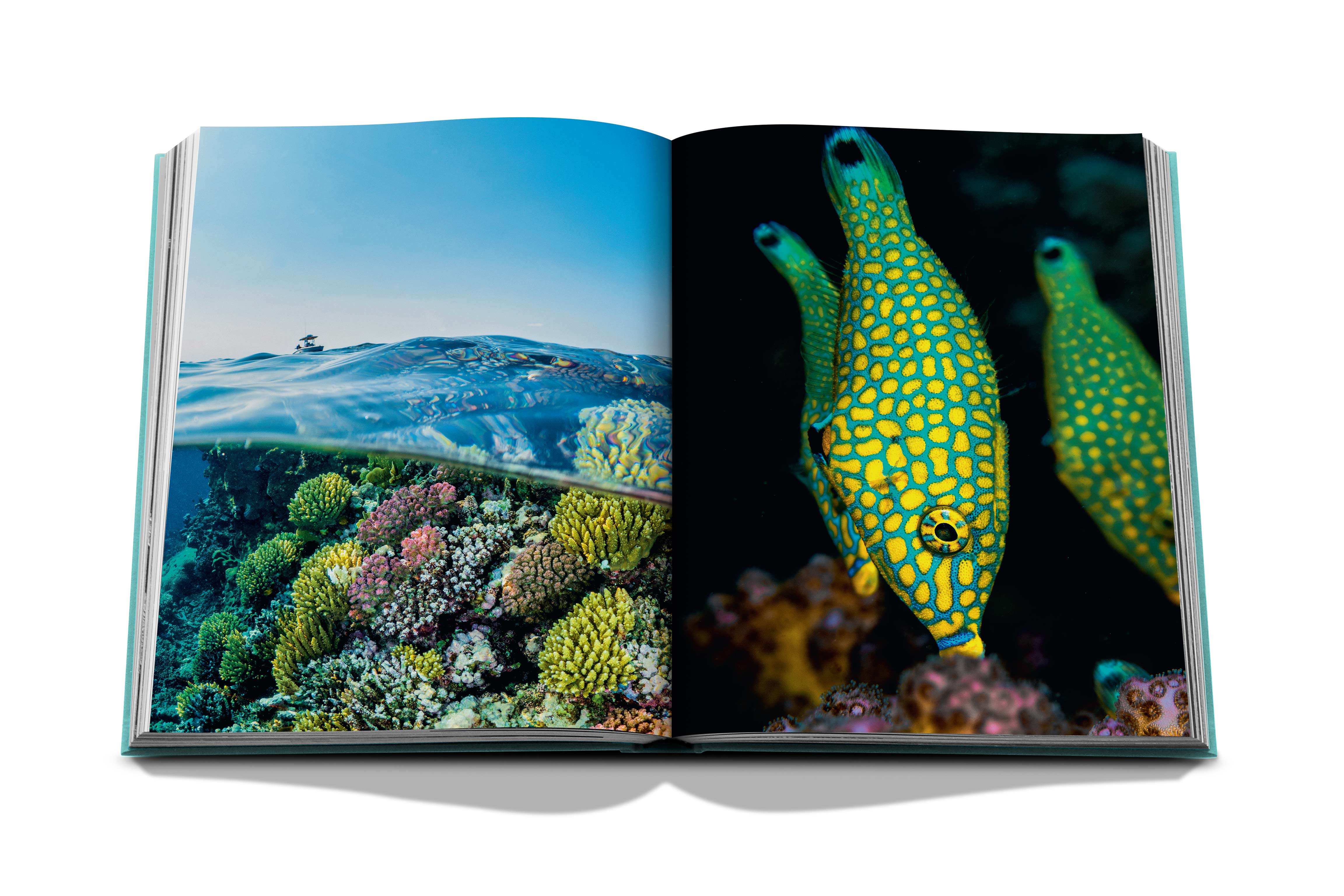 Red sea: the saudi coast 8