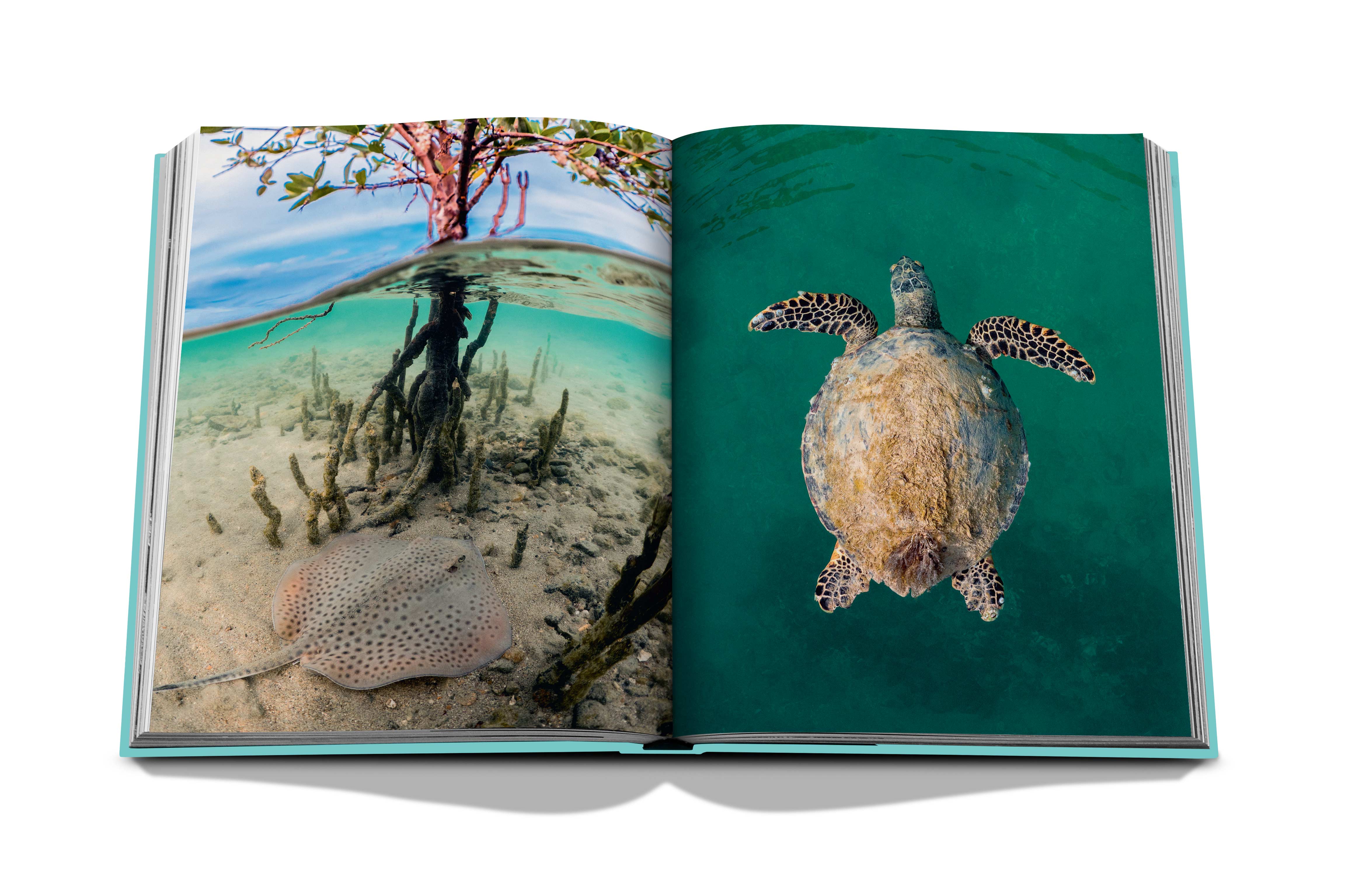 Red sea: the saudi coast 9