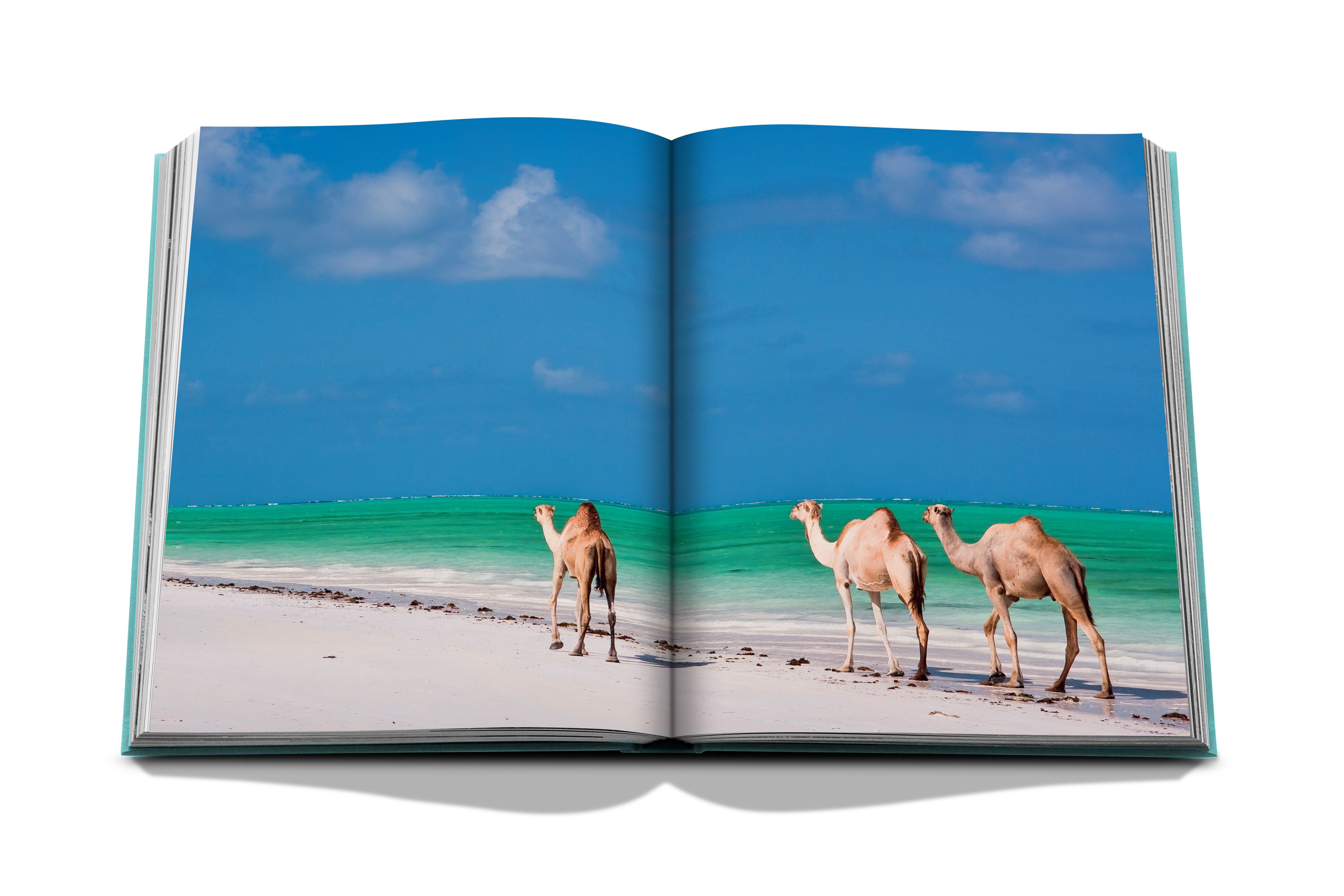 Red sea: the saudi coast 11