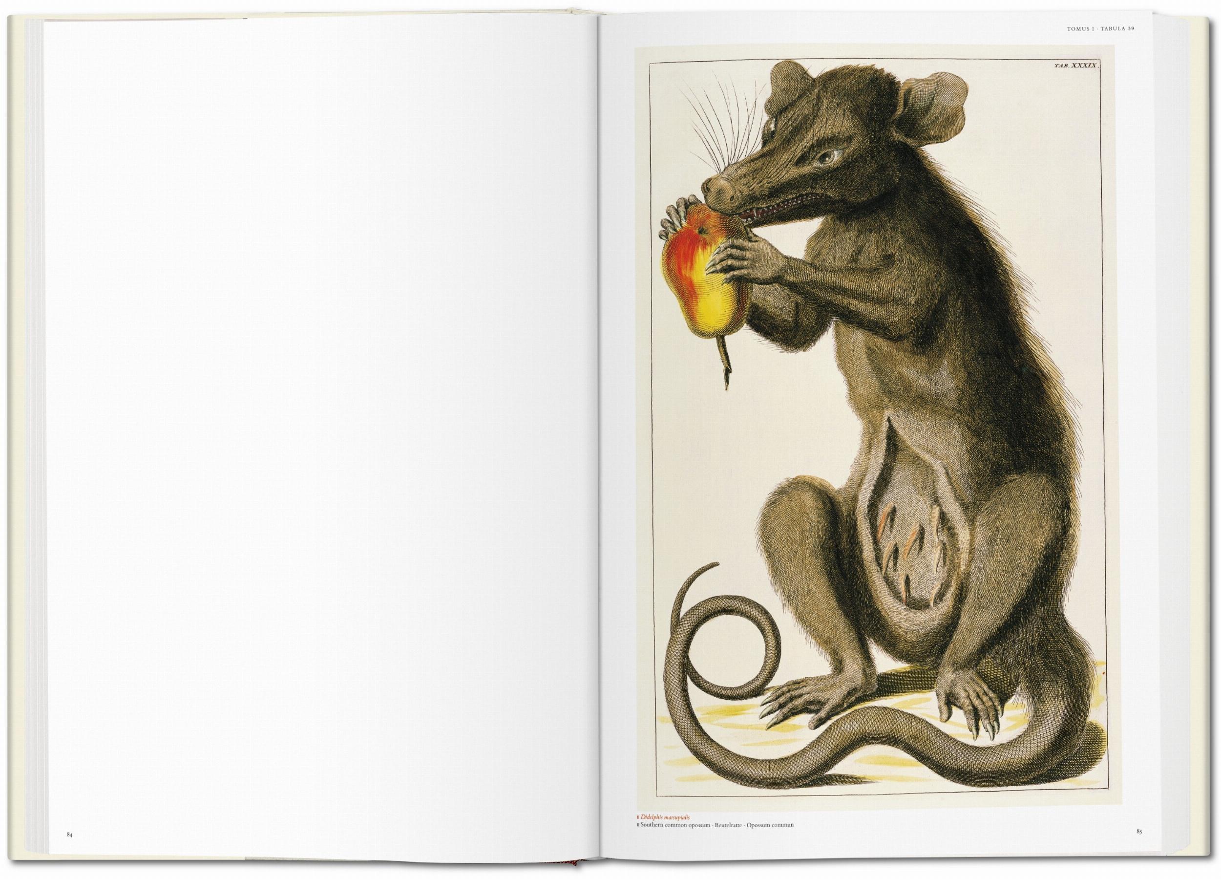 Seba. Cabinet of Natural Curiosities (Capa dura) 5
