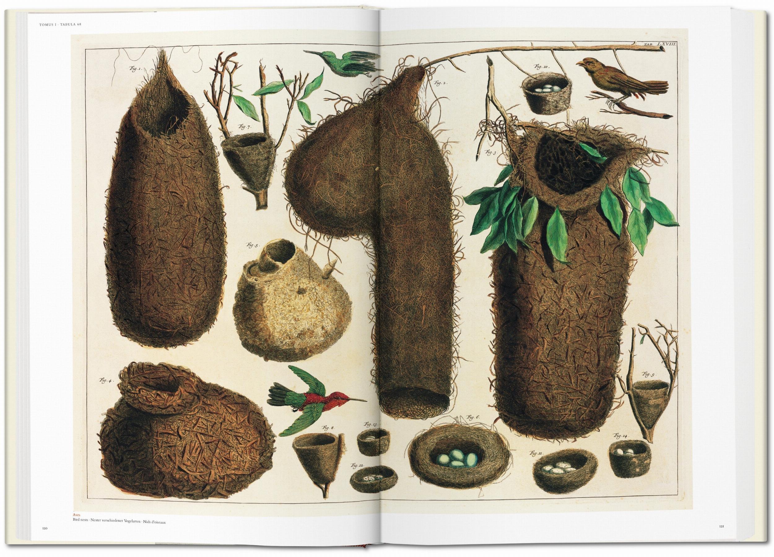Seba. Cabinet of Natural Curiosities (Capa dura) 6