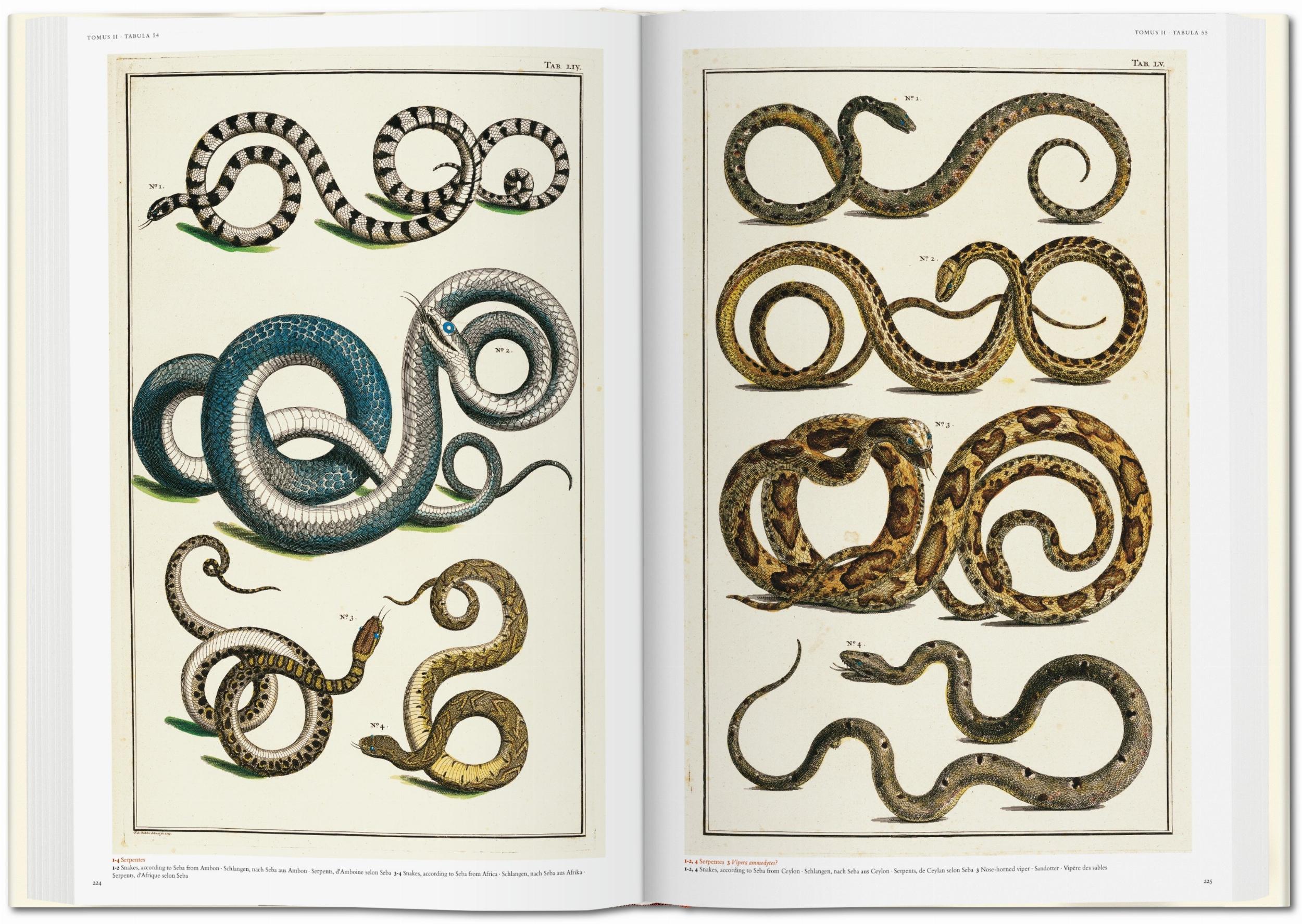 Seba. Cabinet of Natural Curiosities (Capa dura) 8