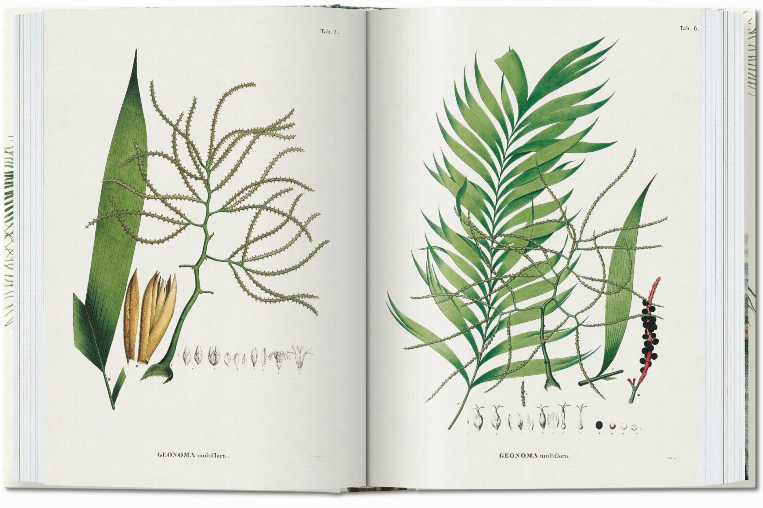 Martius. El libro de las palmeras. 45th Ed. (Capa dura) 3