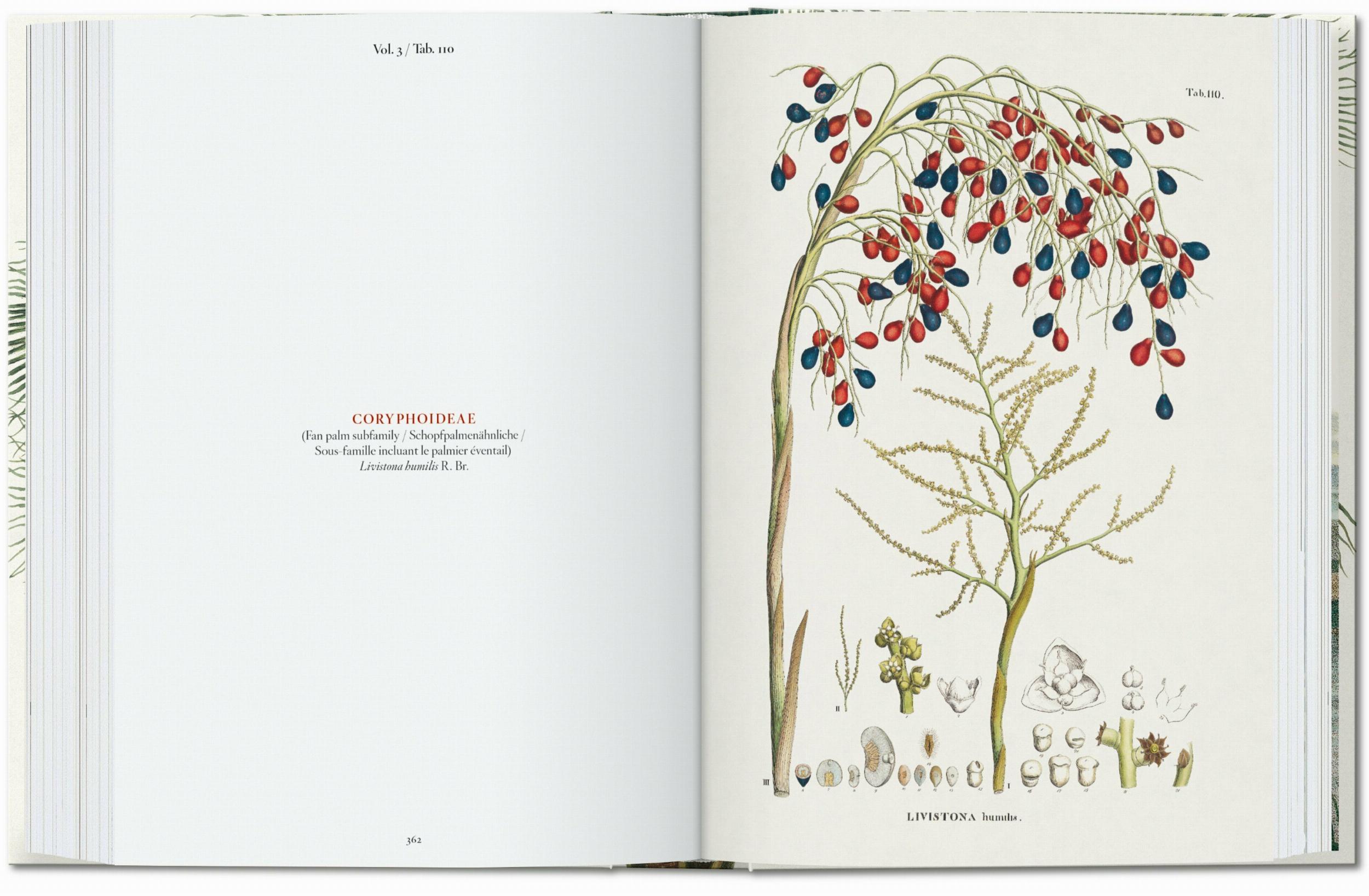 Martius. El libro de las palmeras. 45th Ed. (Capa dura) 4