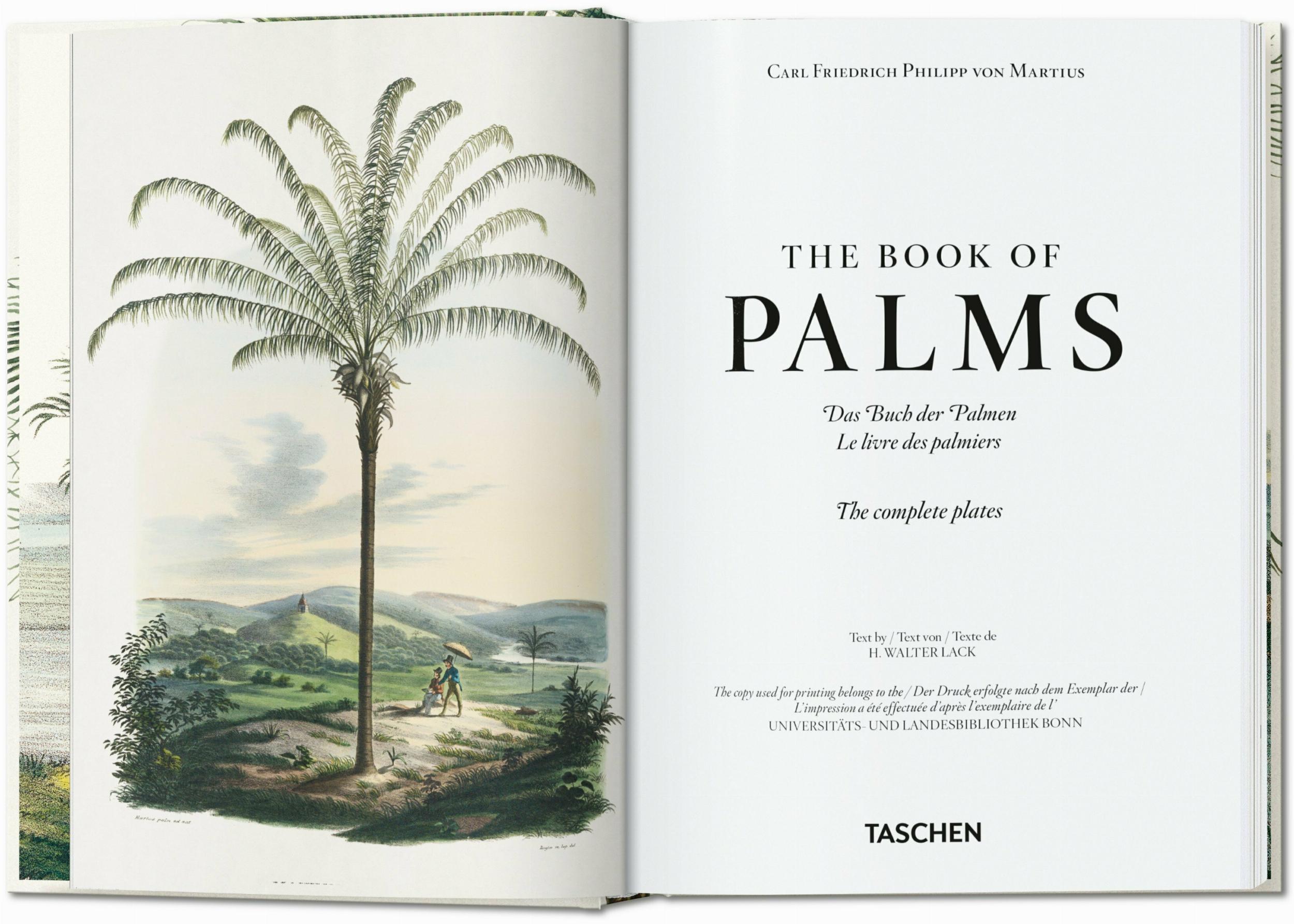 Martius. El libro de las palmeras. 45th Ed. (Capa dura) 5