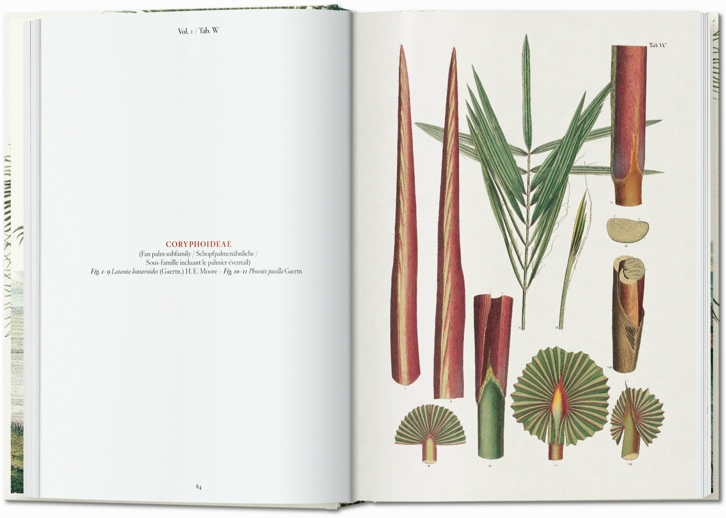 Martius. El libro de las palmeras. 45th Ed. (Capa dura) 6