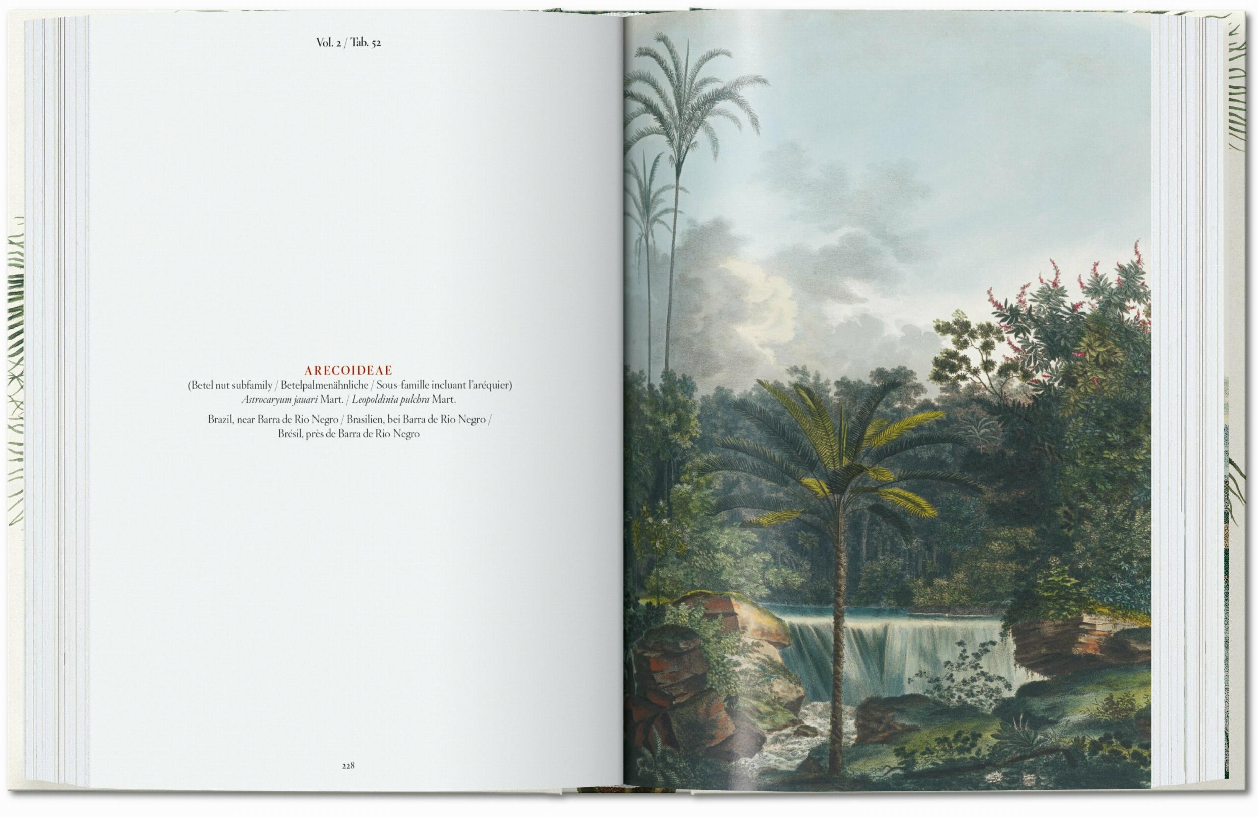 Martius. El libro de las palmeras. 45th Ed. (Capa dura) 8