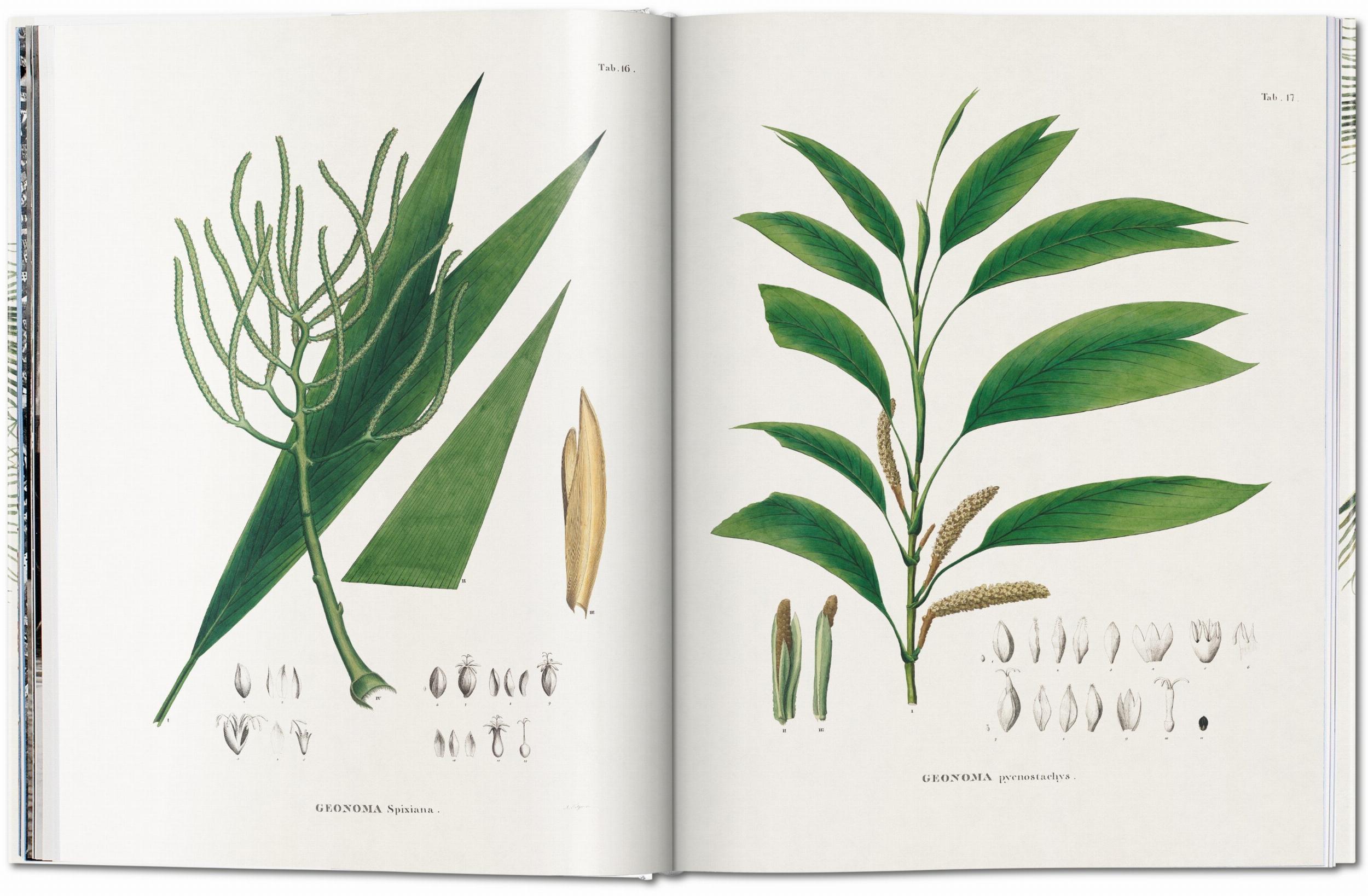 Martius. The Book of Palms (Capa dura) 2