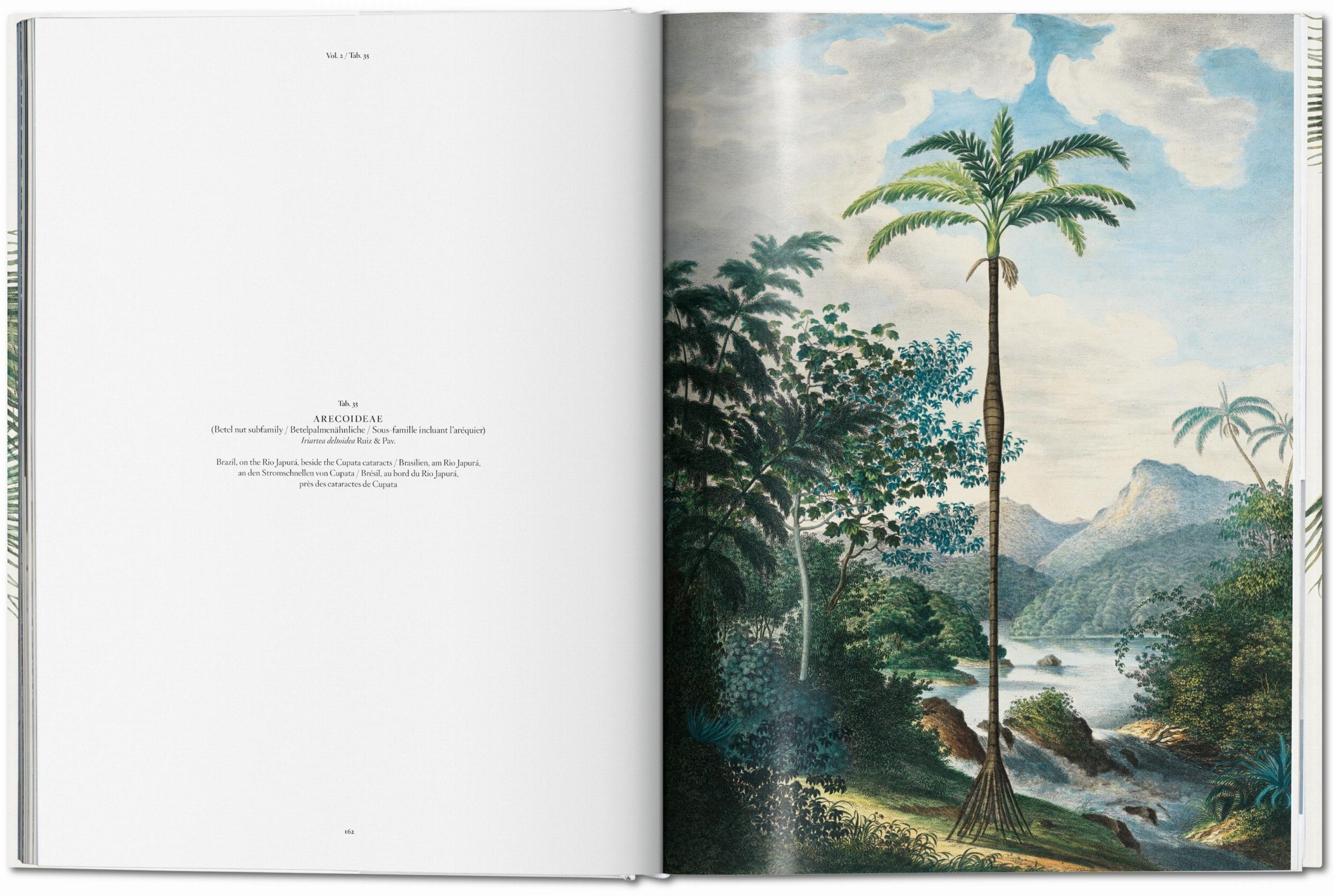 Martius. The Book of Palms (Capa dura) 3