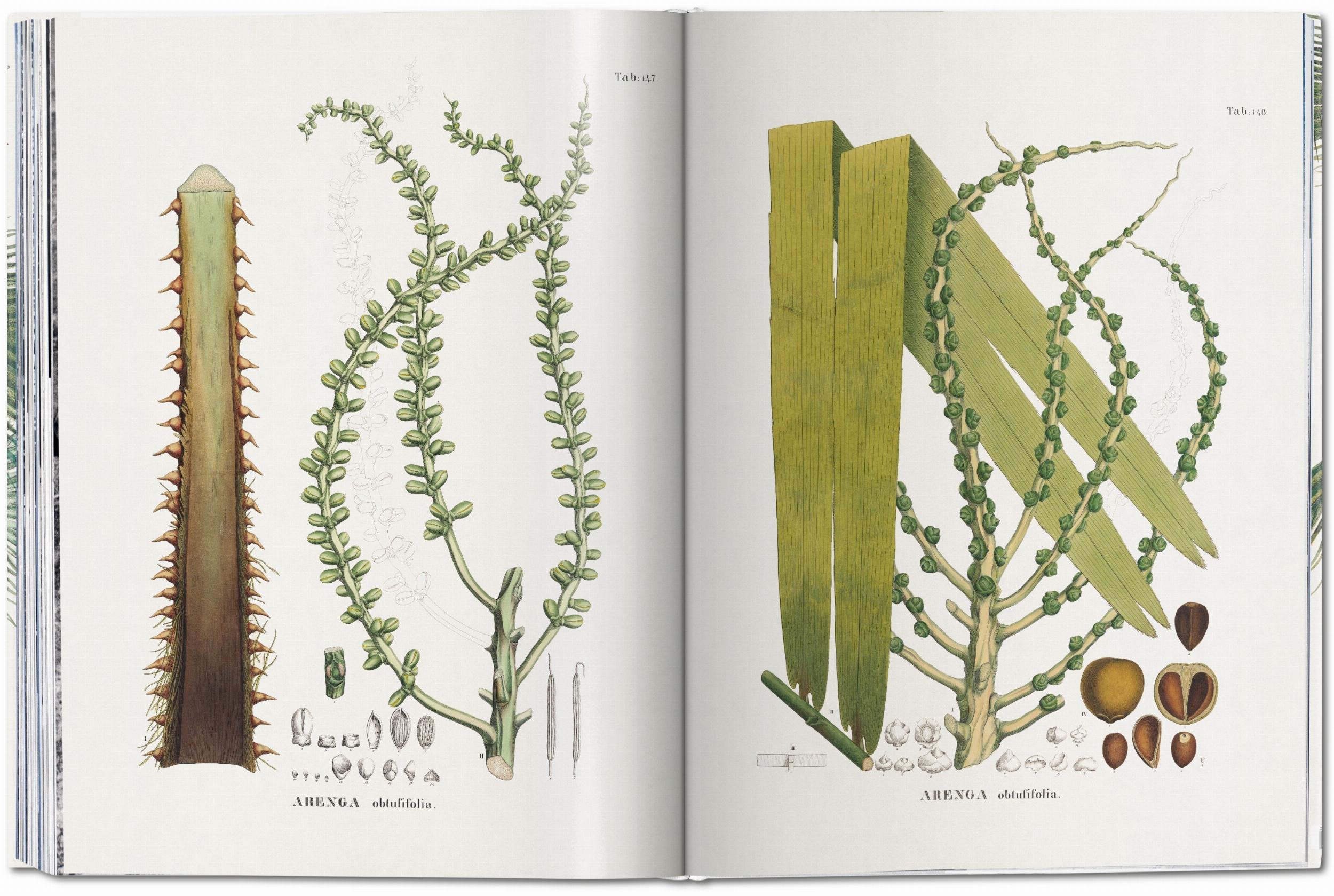 Martius. The Book of Palms (Capa dura) 4