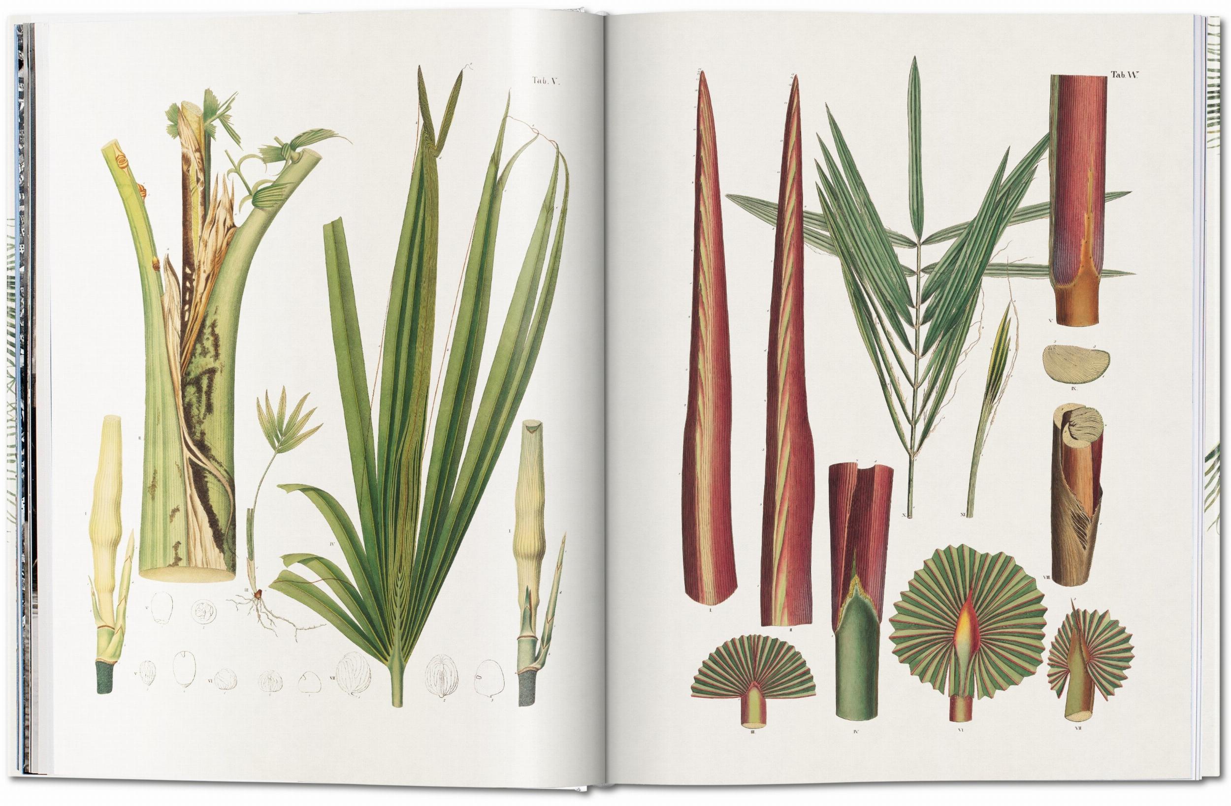 Martius. The Book of Palms (Capa dura) 5