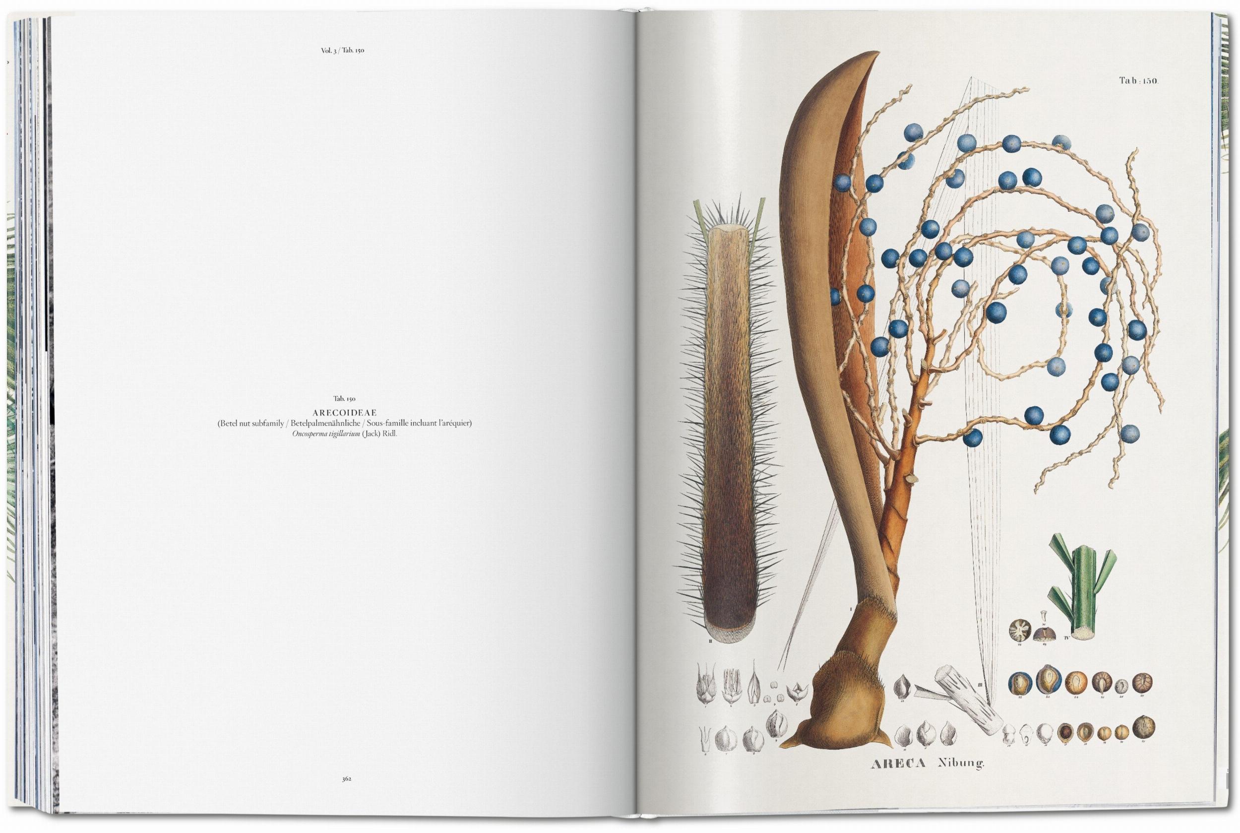Martius. The Book of Palms (Capa dura) 7
